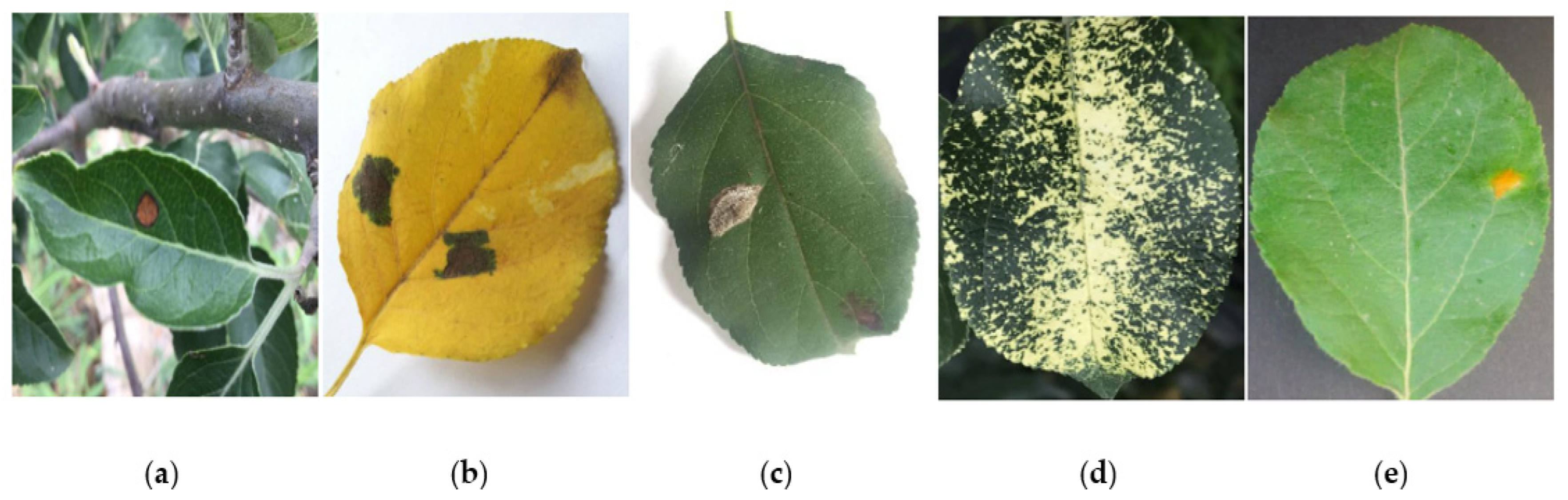 Plants 12 00169 g002 Plants 12 00169 g002