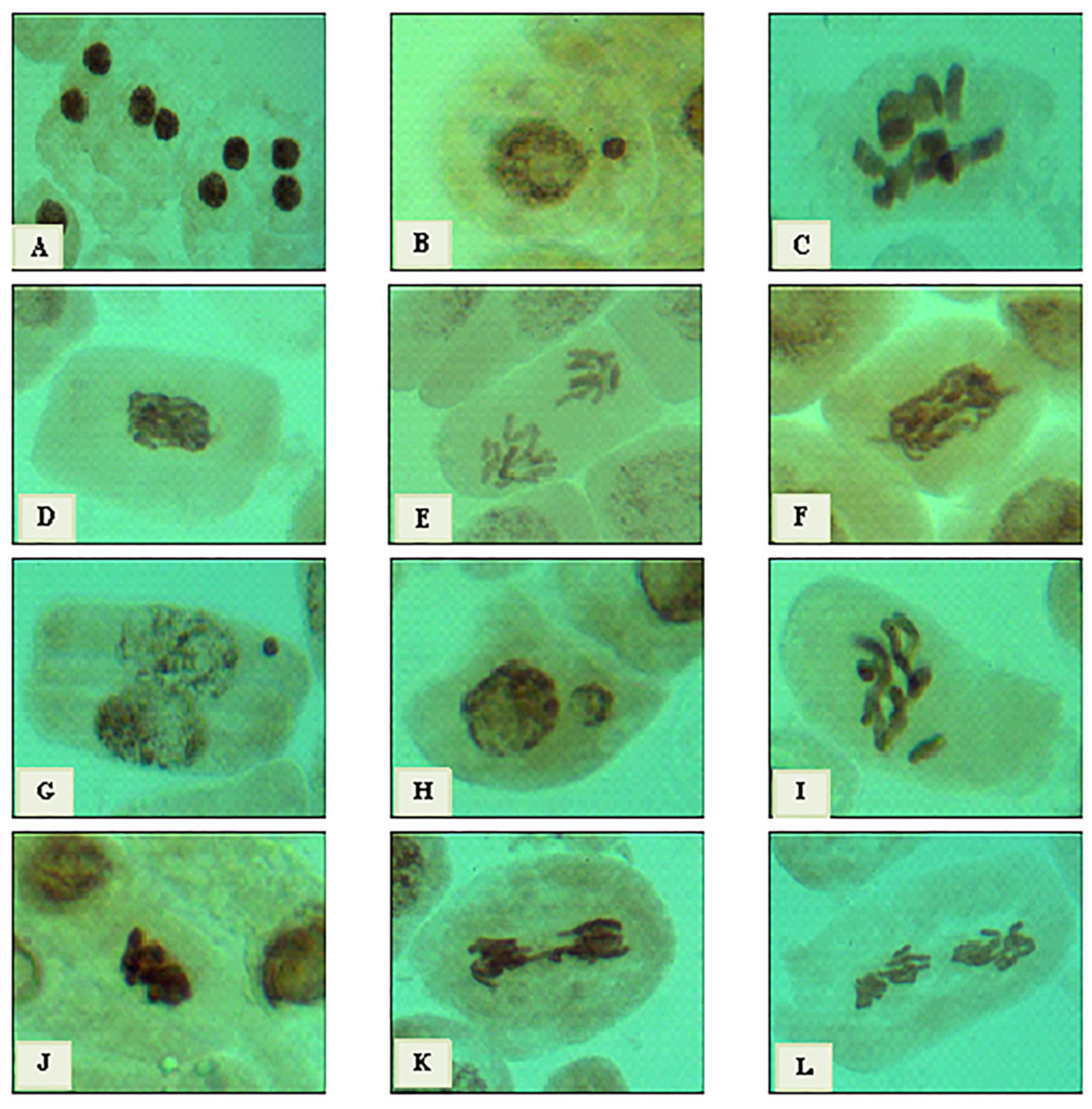 Plants 12 00172 g010 Plants 12 00172 g010