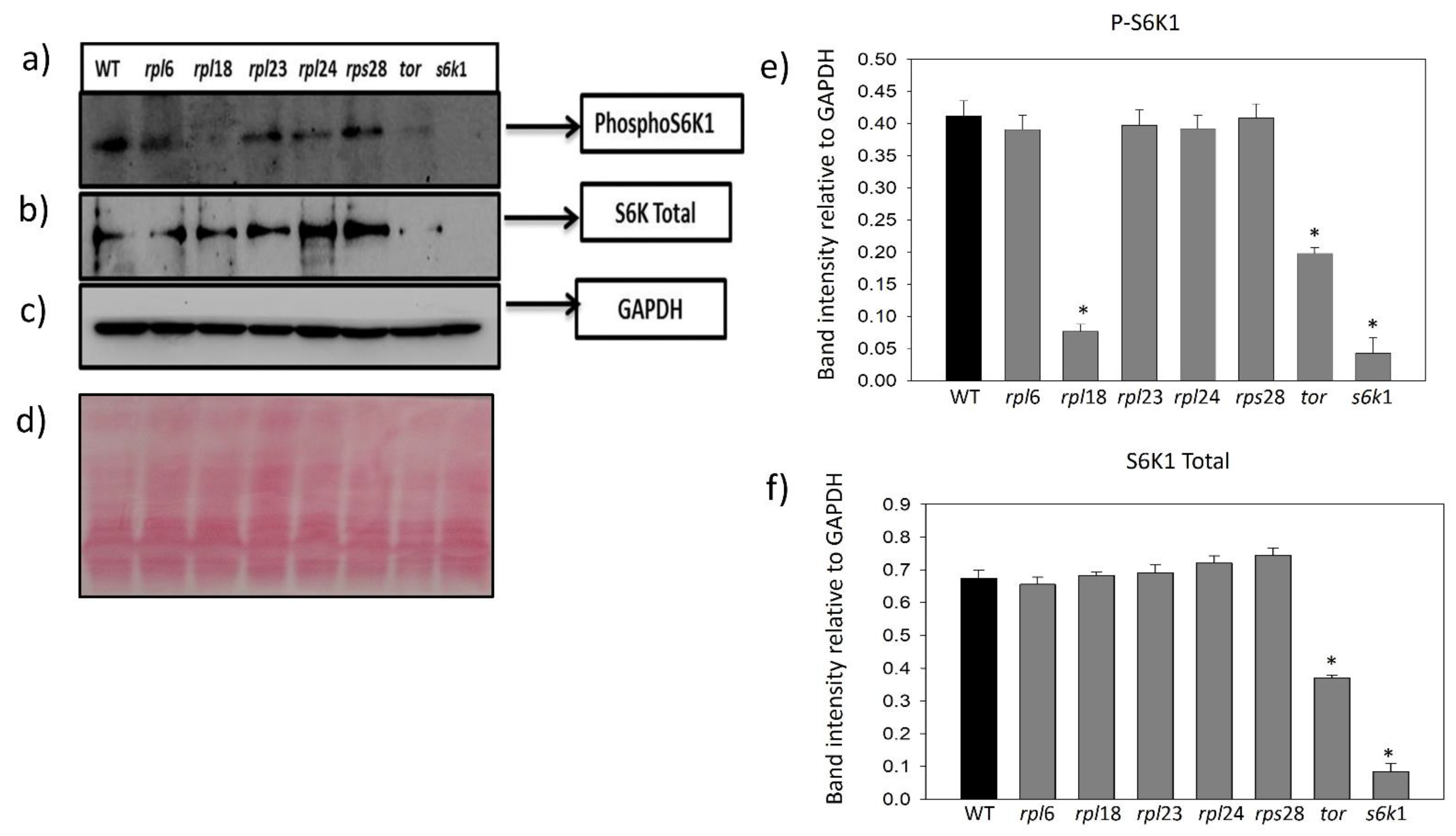 Plants 12 00176 g005 Plants 12 00176 g005