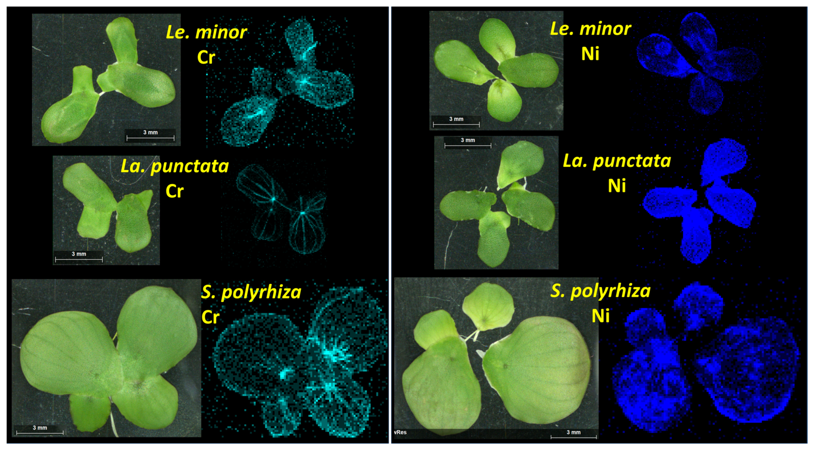 Plants 12 00180 g006 Plants 12 00180 g006