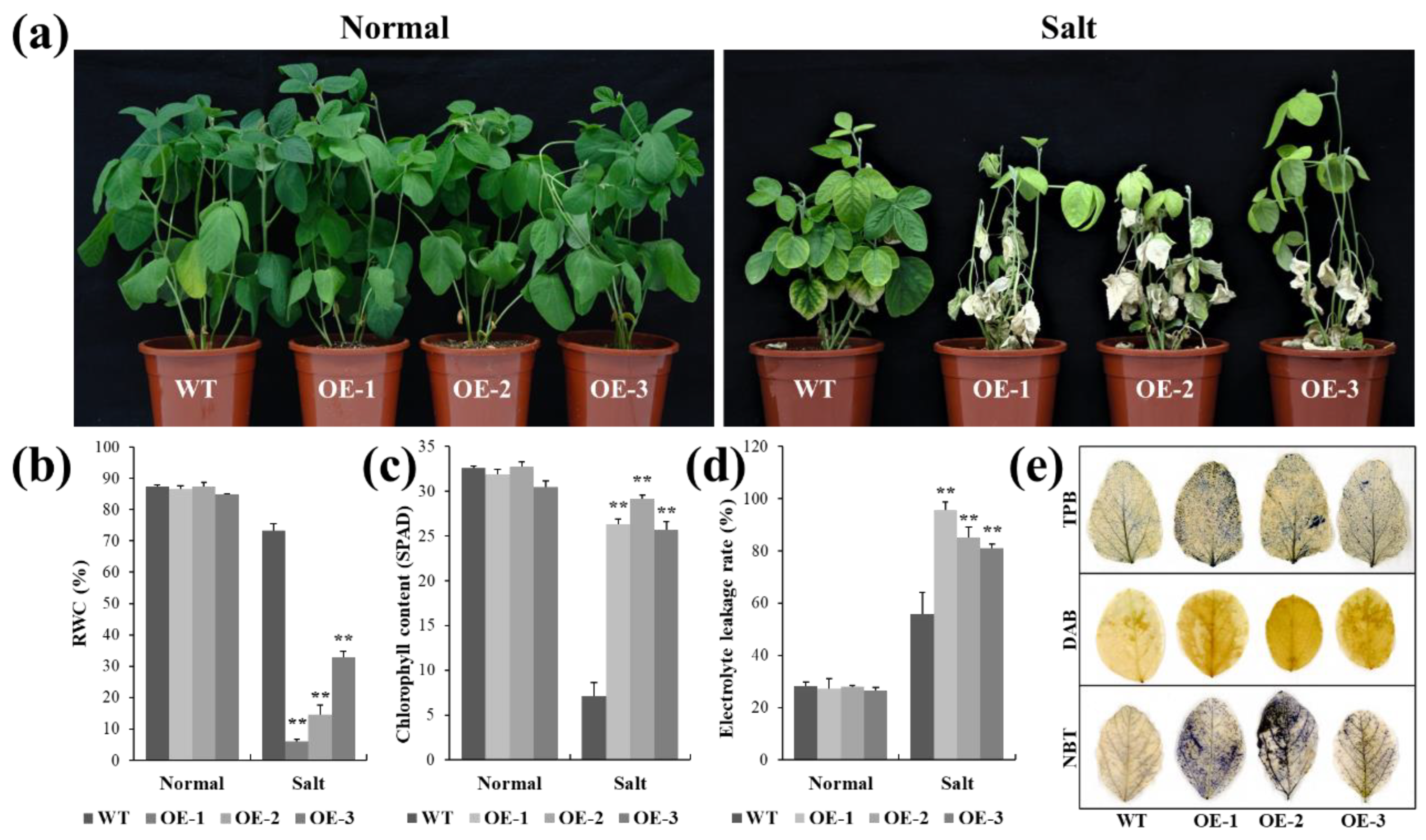 Plants 12 00181 g001