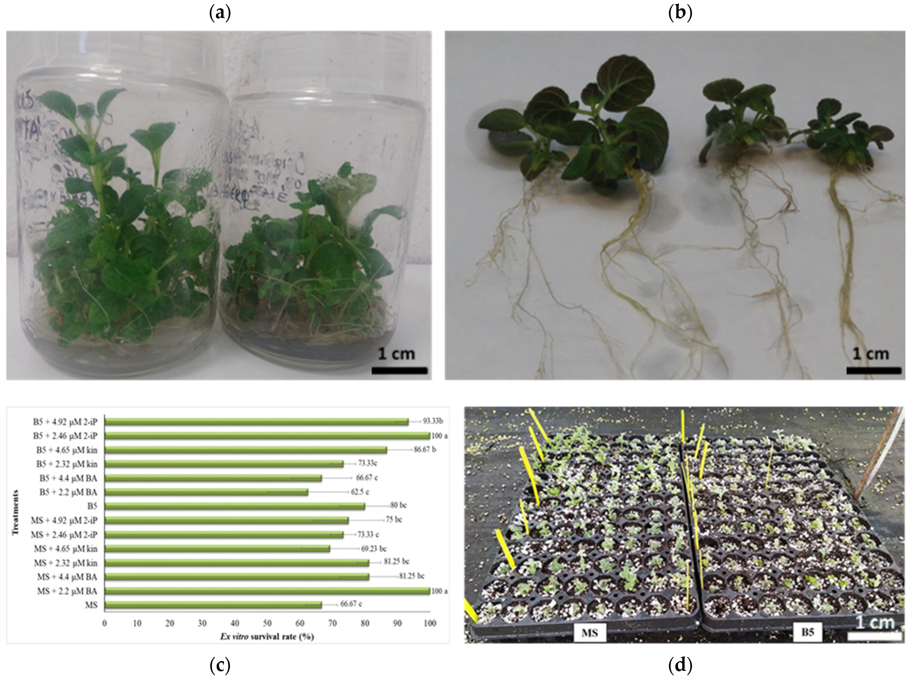Plants 12 00182 g002