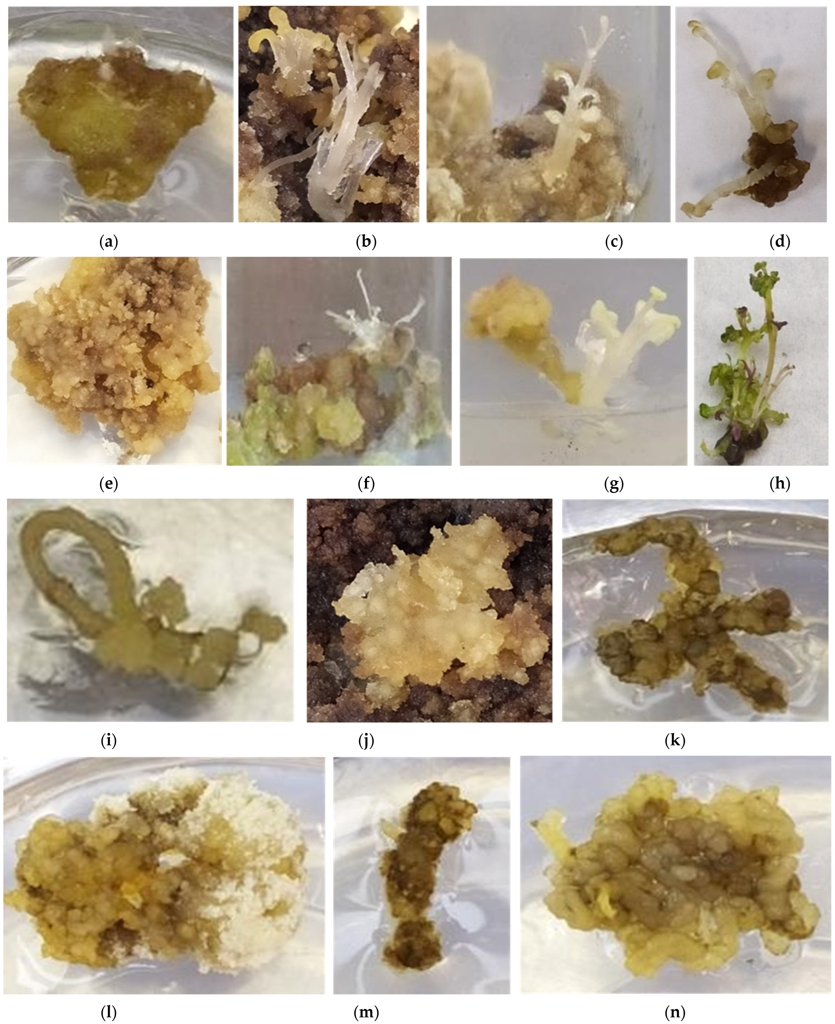 Plants 12 00182 g003