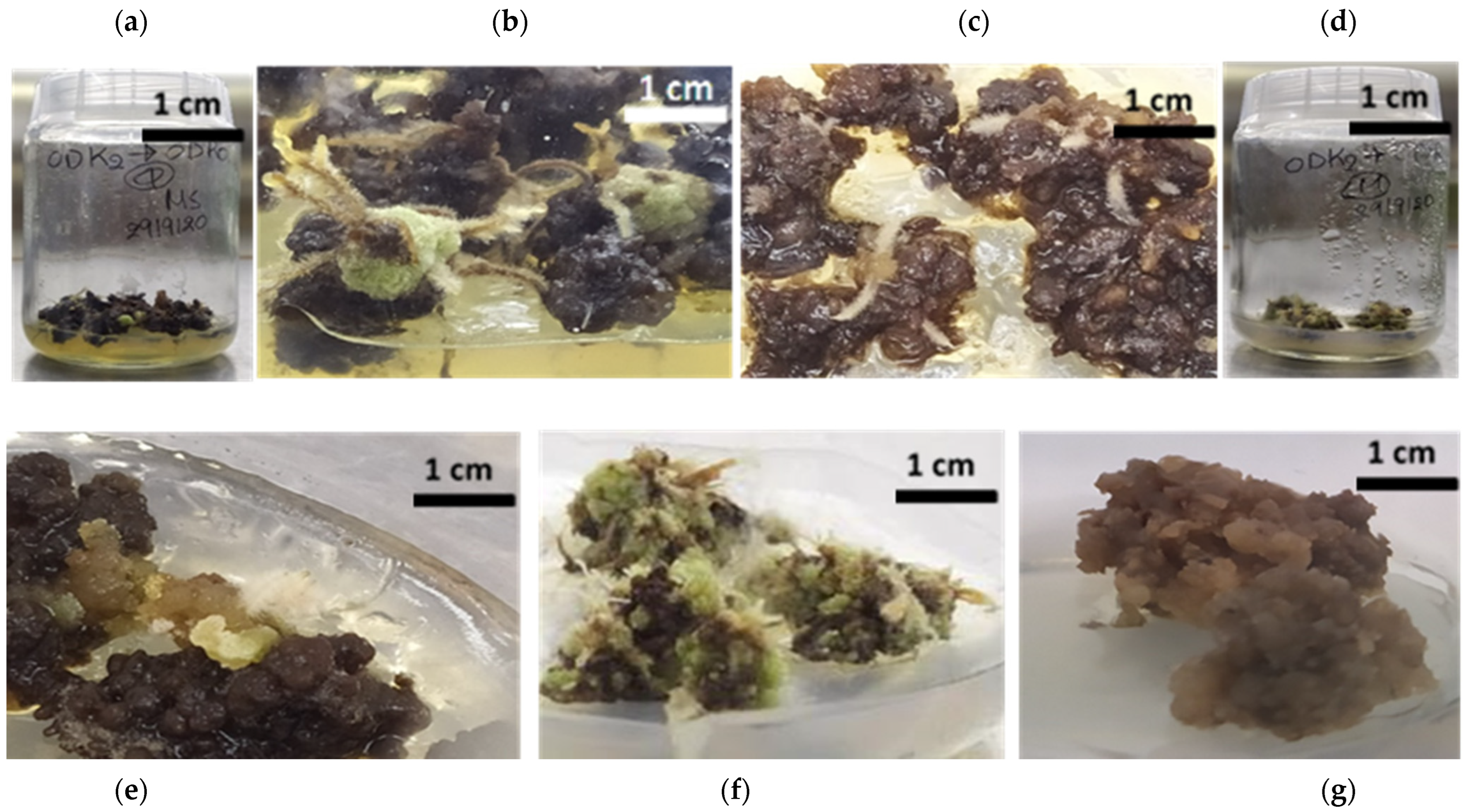 Plants 12 00182 g004