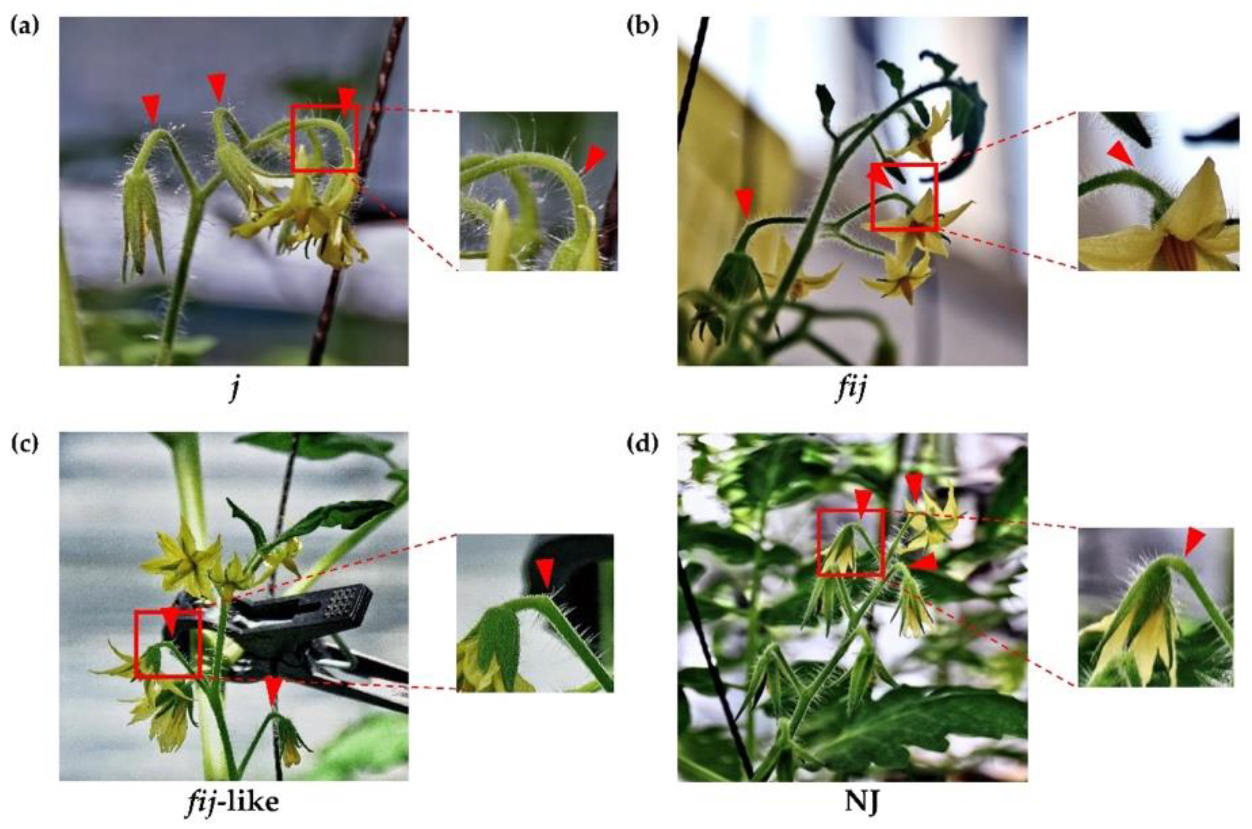 Plants 12 00185 g001