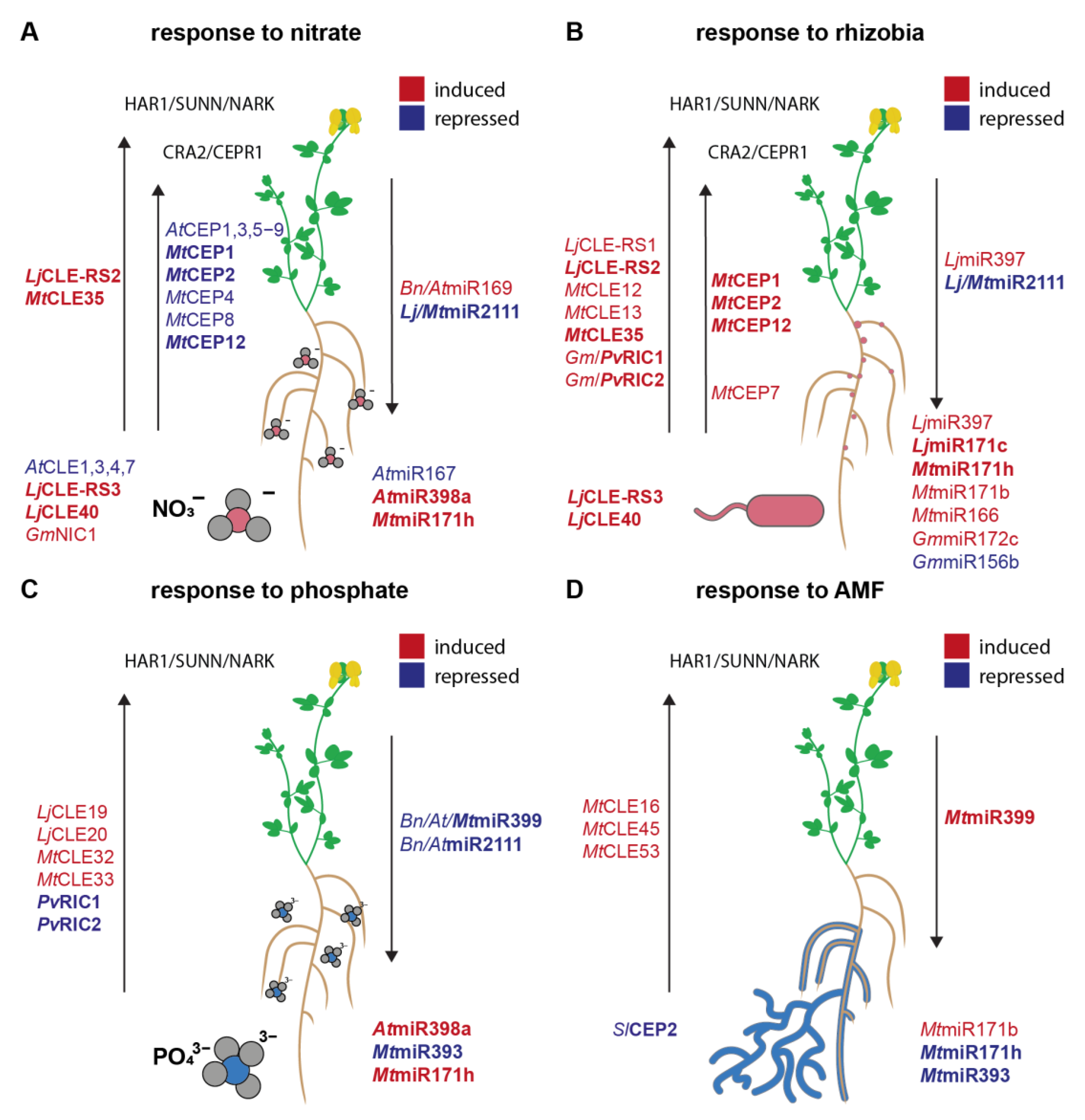 Plants 12 00187 g001 Plants 12 00187 g001