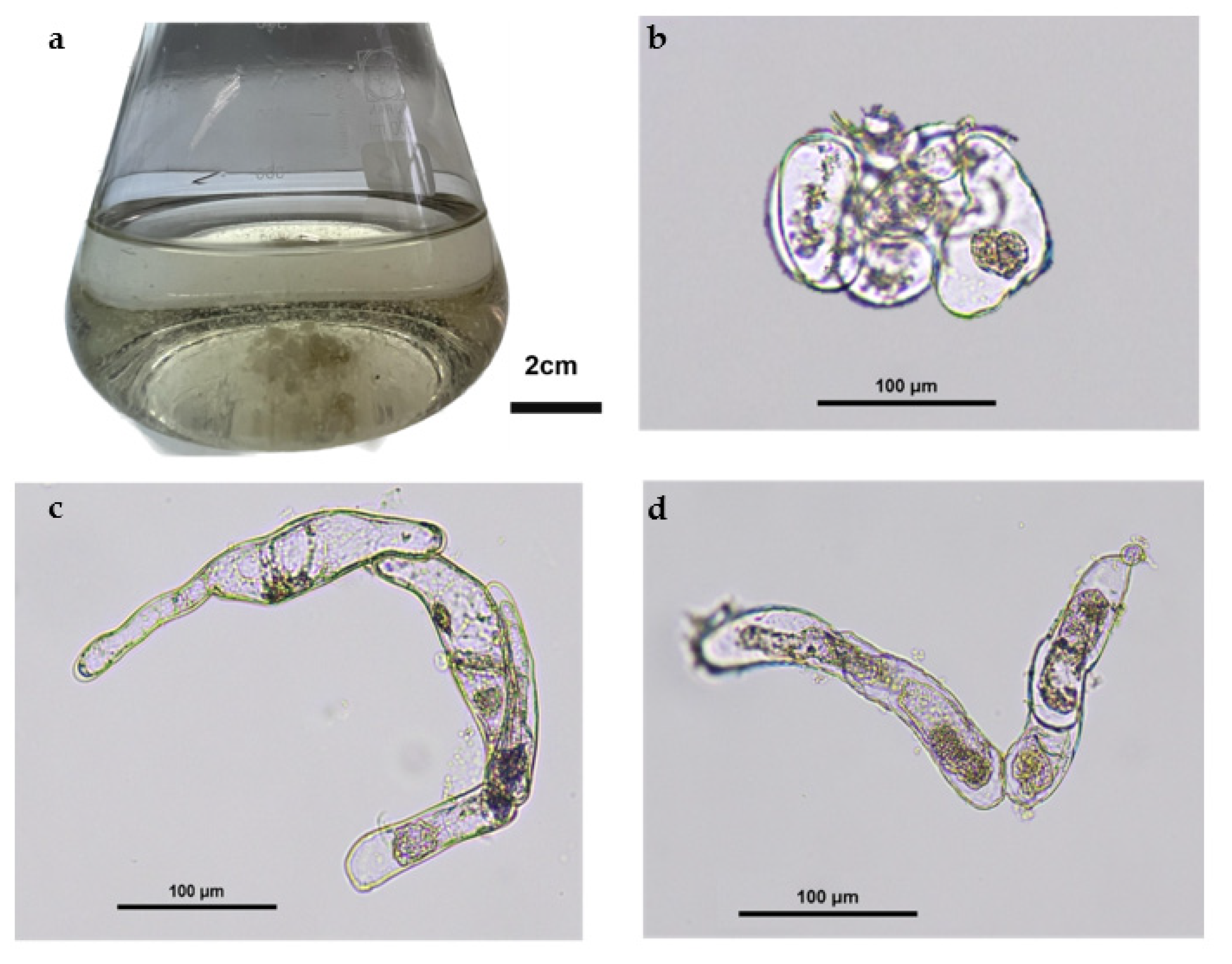 Plants 12 00190 g001 Plants 12 00190 g001