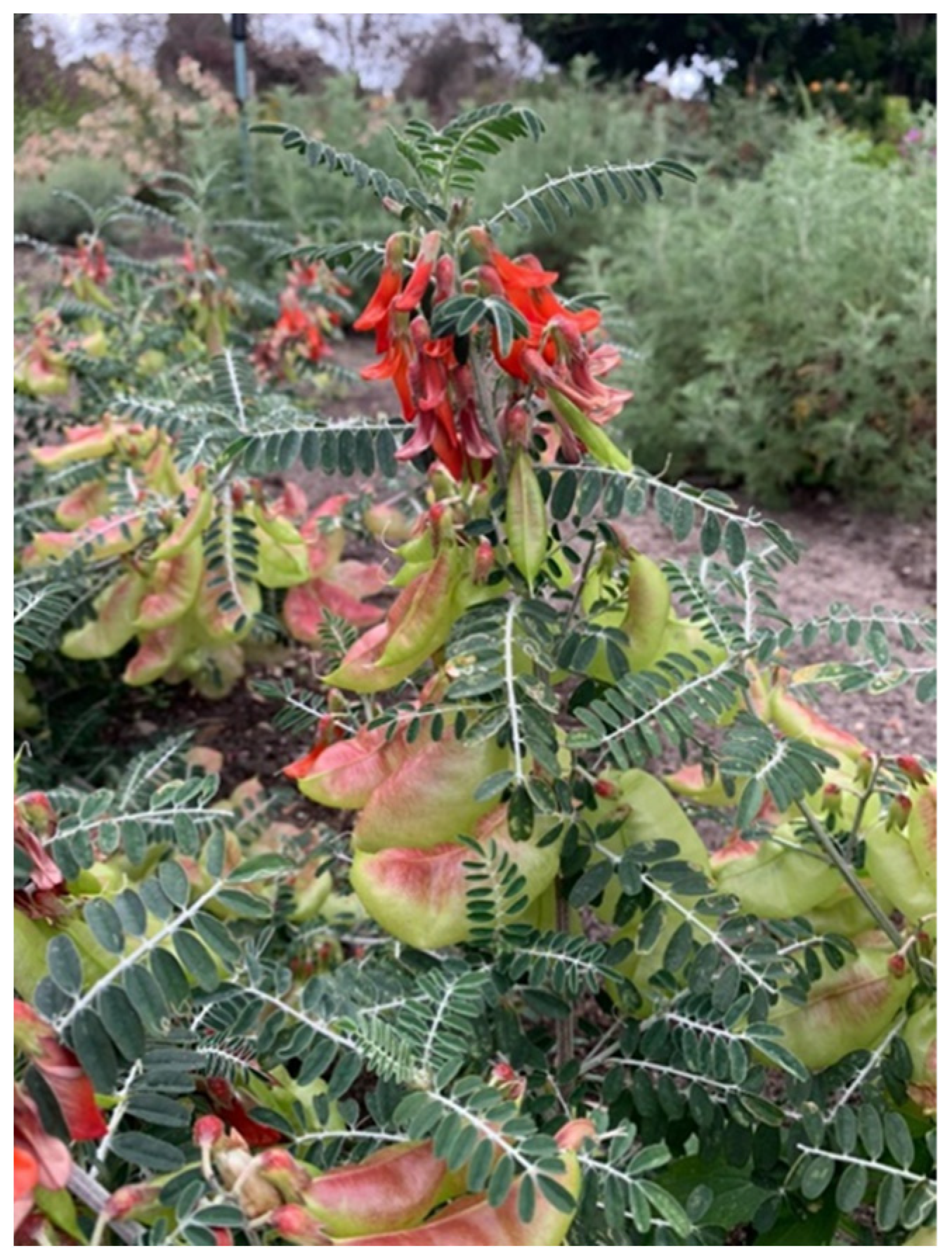 Plants 12 00196 g001 Plants 12 00196 g001