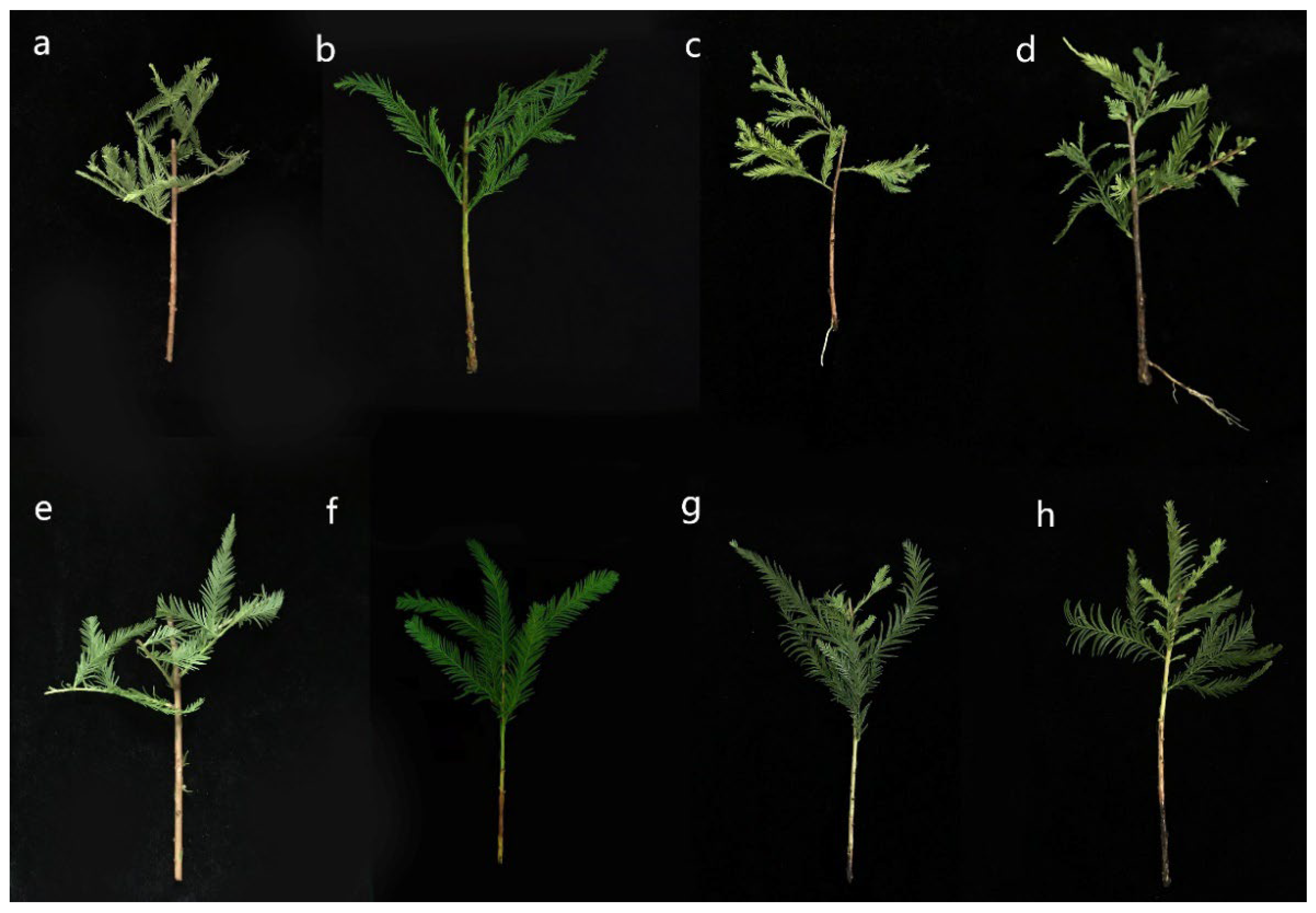 Plants 12 00201 g001 Plants 12 00201 g001