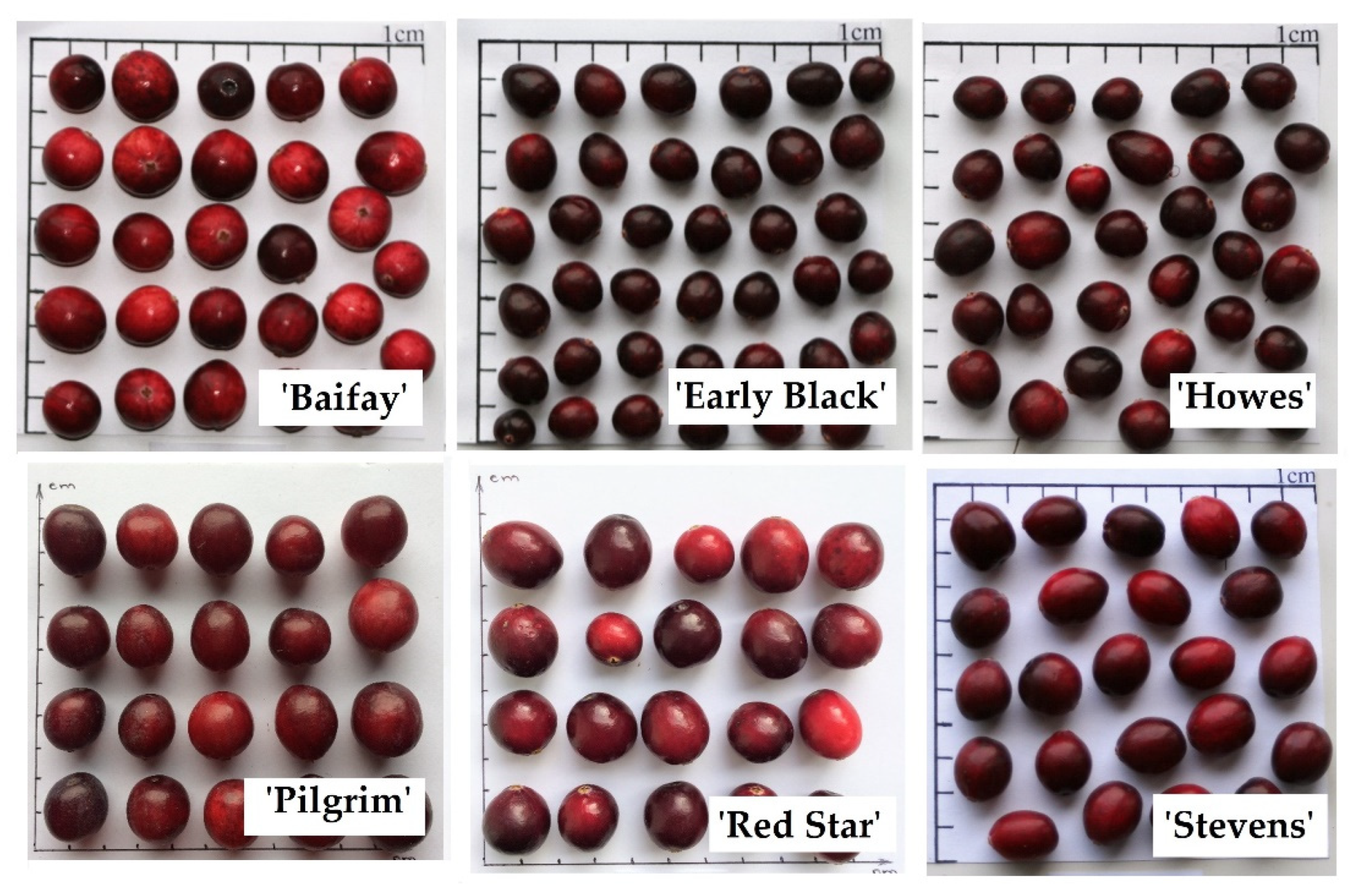 Plants 12 00202 g008 Plants 12 00202 g008