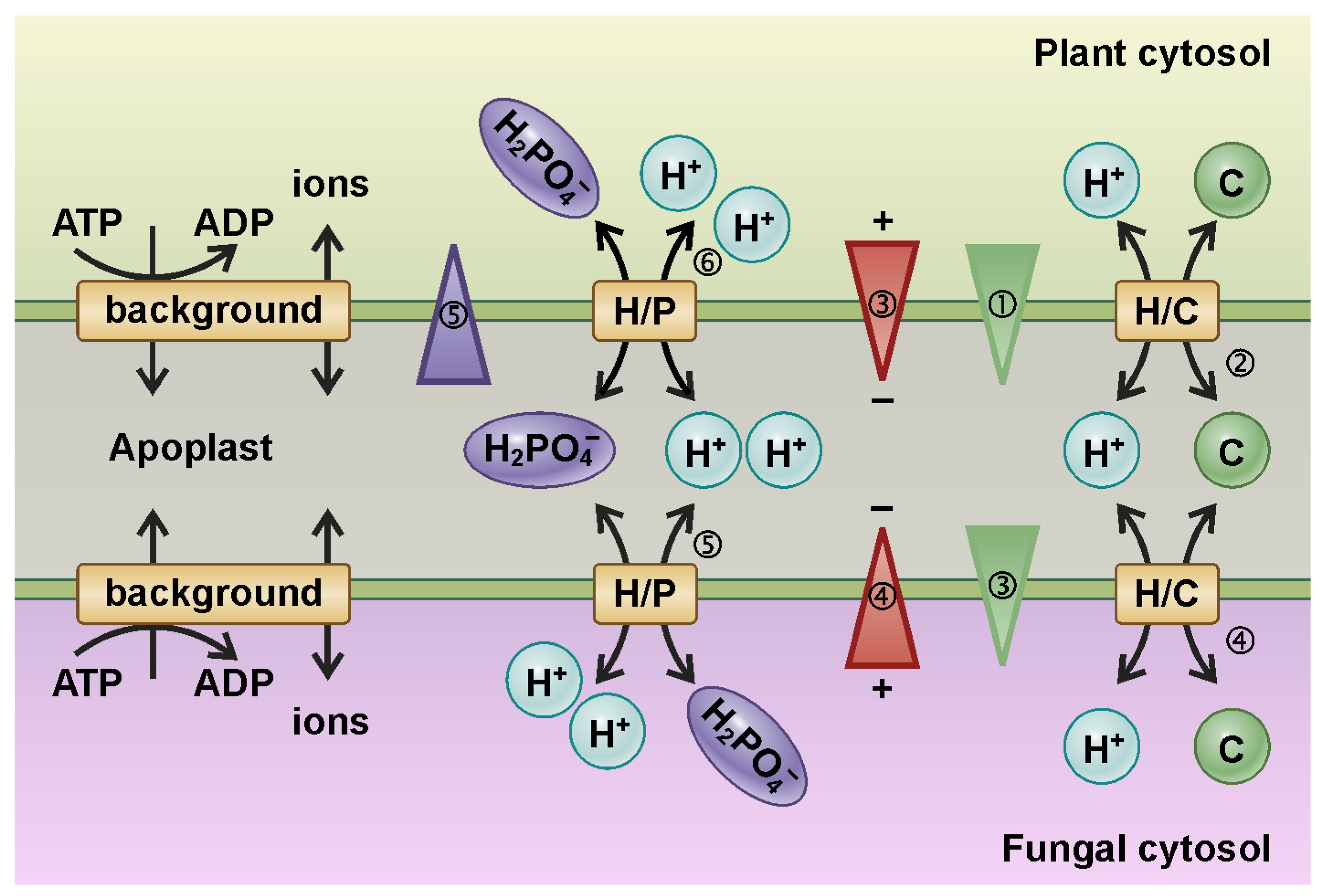 Plants 12 00204 g003 Plants 12 00204 g003