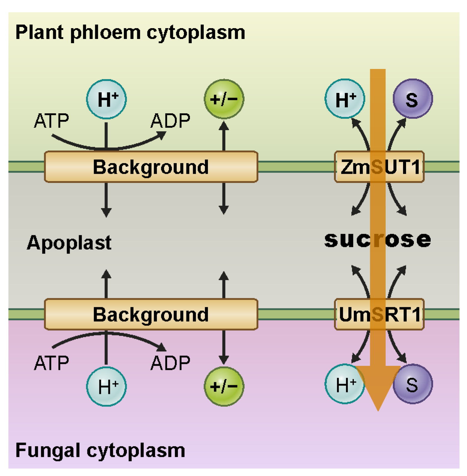 Plants 12 00204 g004 Plants 12 00204 g004