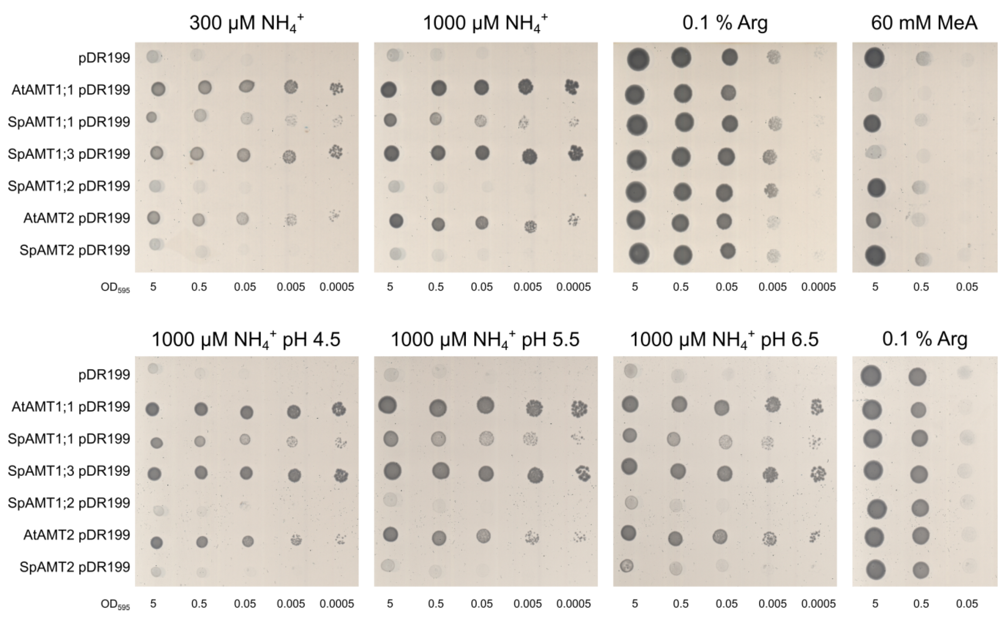 Plants 12 00208 g003 Plants 12 00208 g003