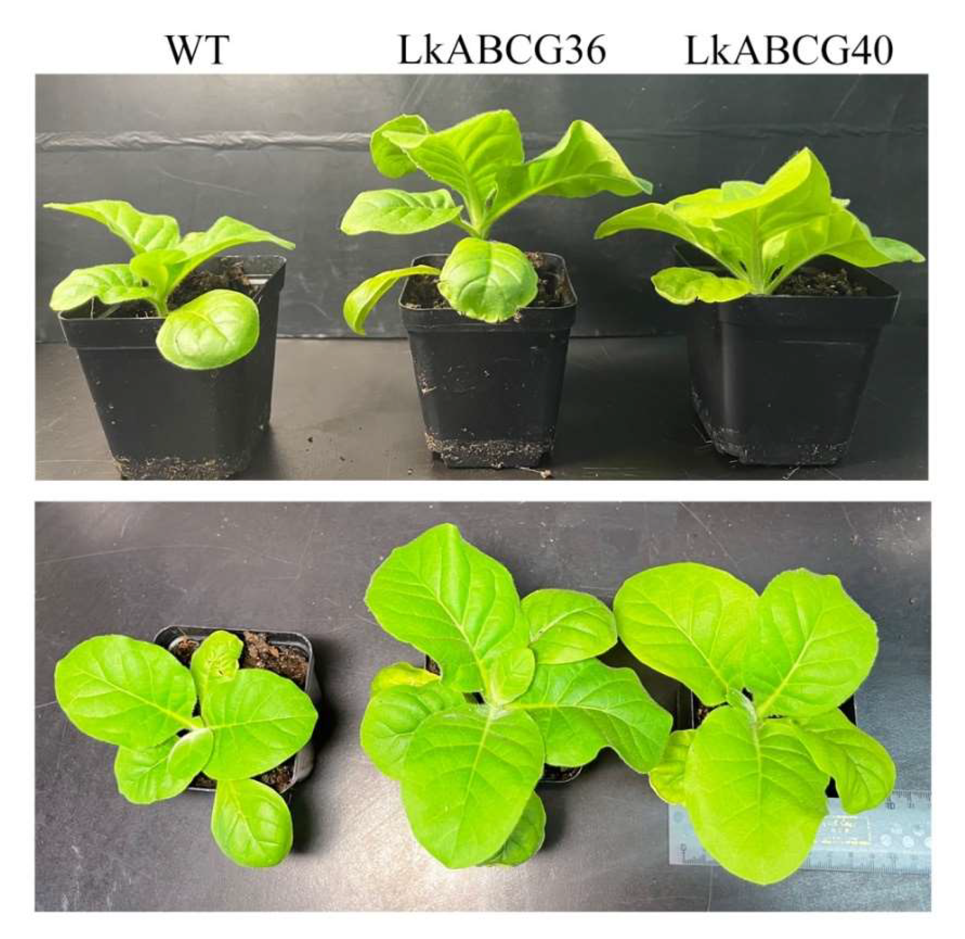 Plants 12 00227 g001