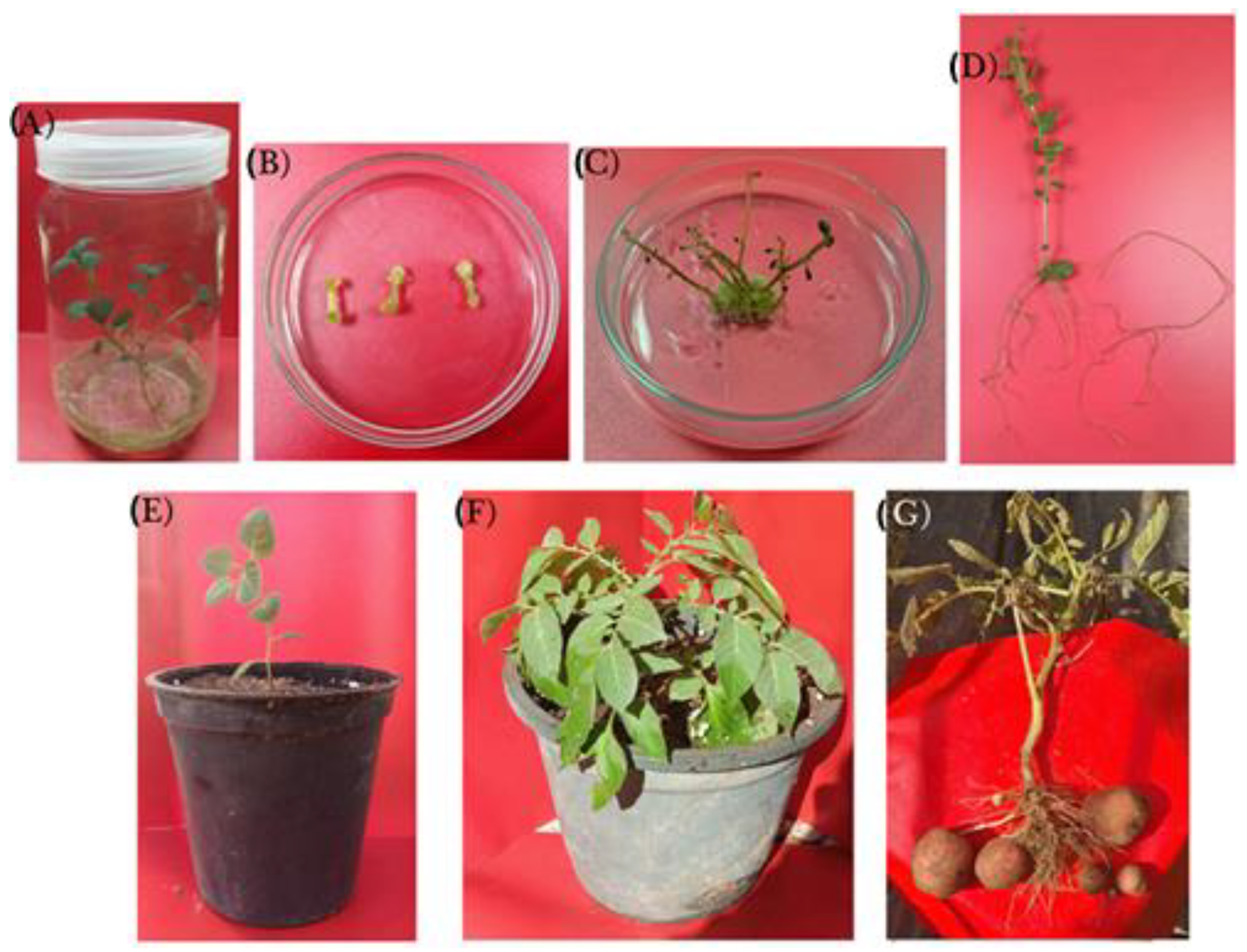 Plants 12 00232 g001 Plants 12 00232 g001