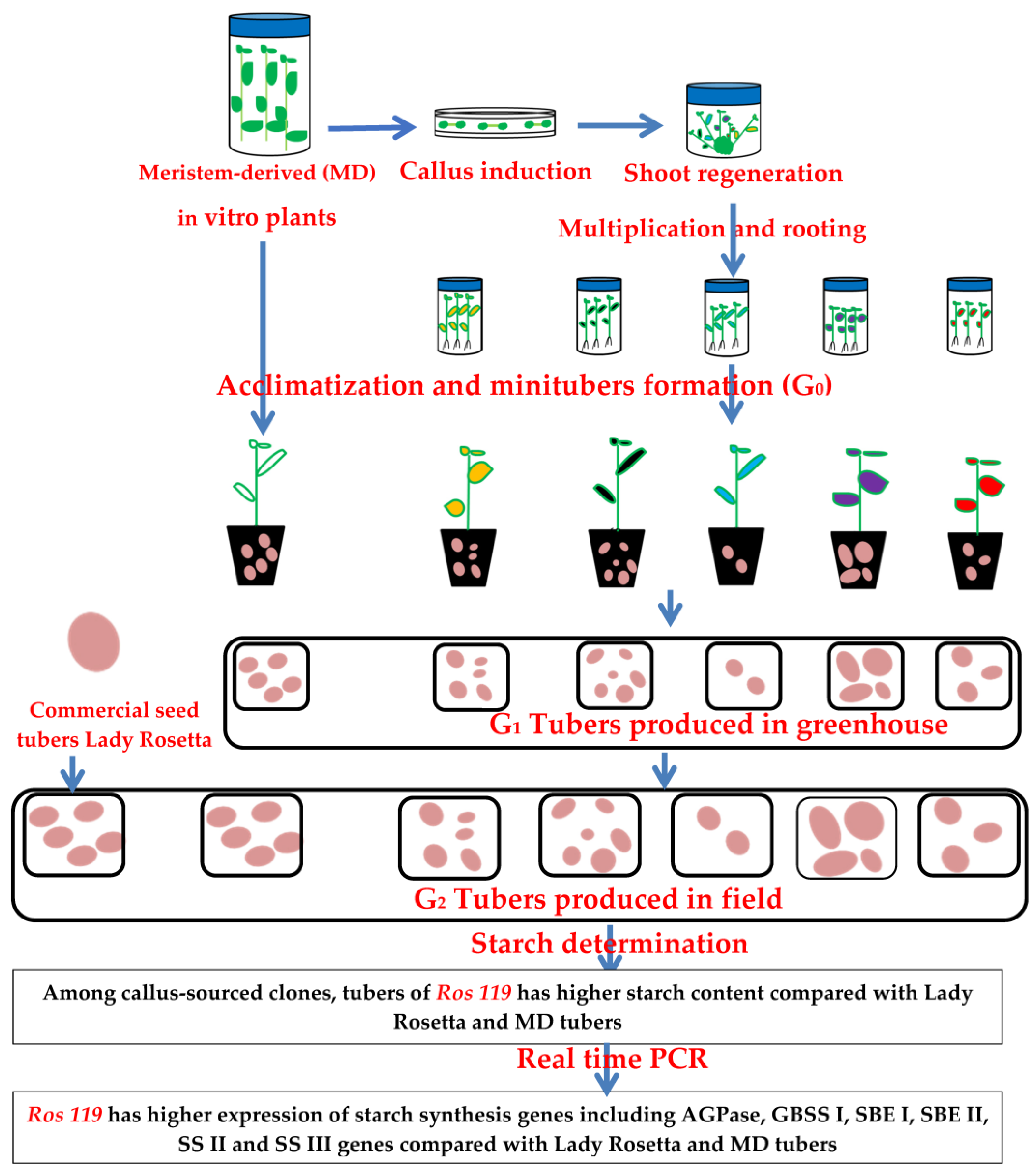 Plants 12 00232 g007 Plants 12 00232 g007