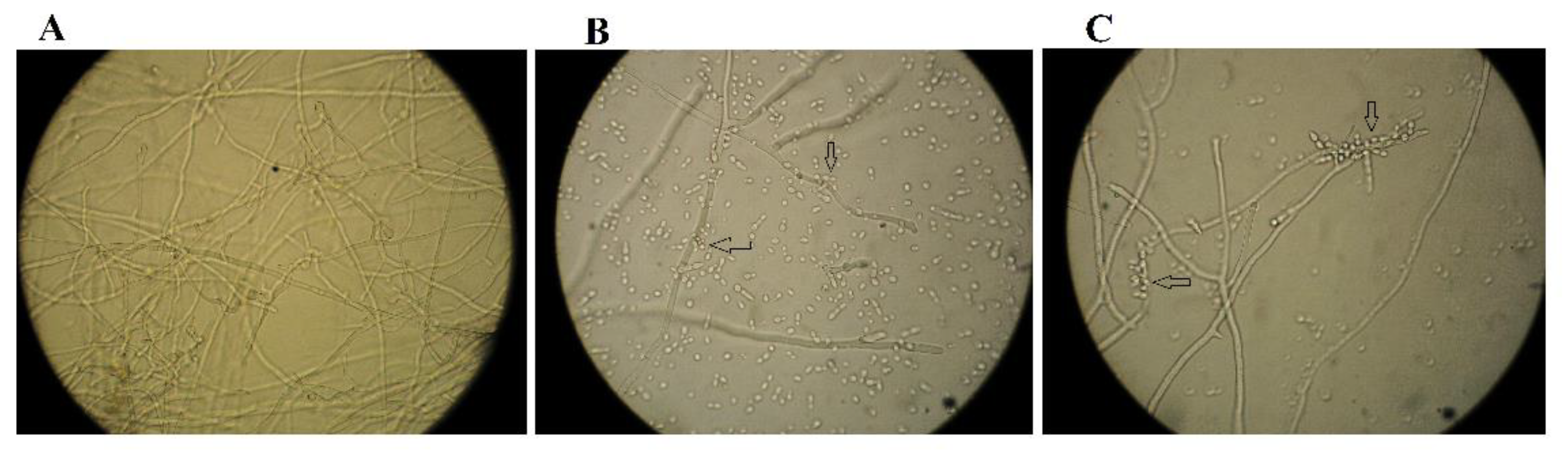 Plants 12 00236 g002