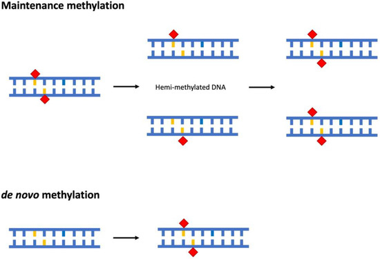 DNA Methylation in Algae and Its Impact on Abiotic Stress Responses