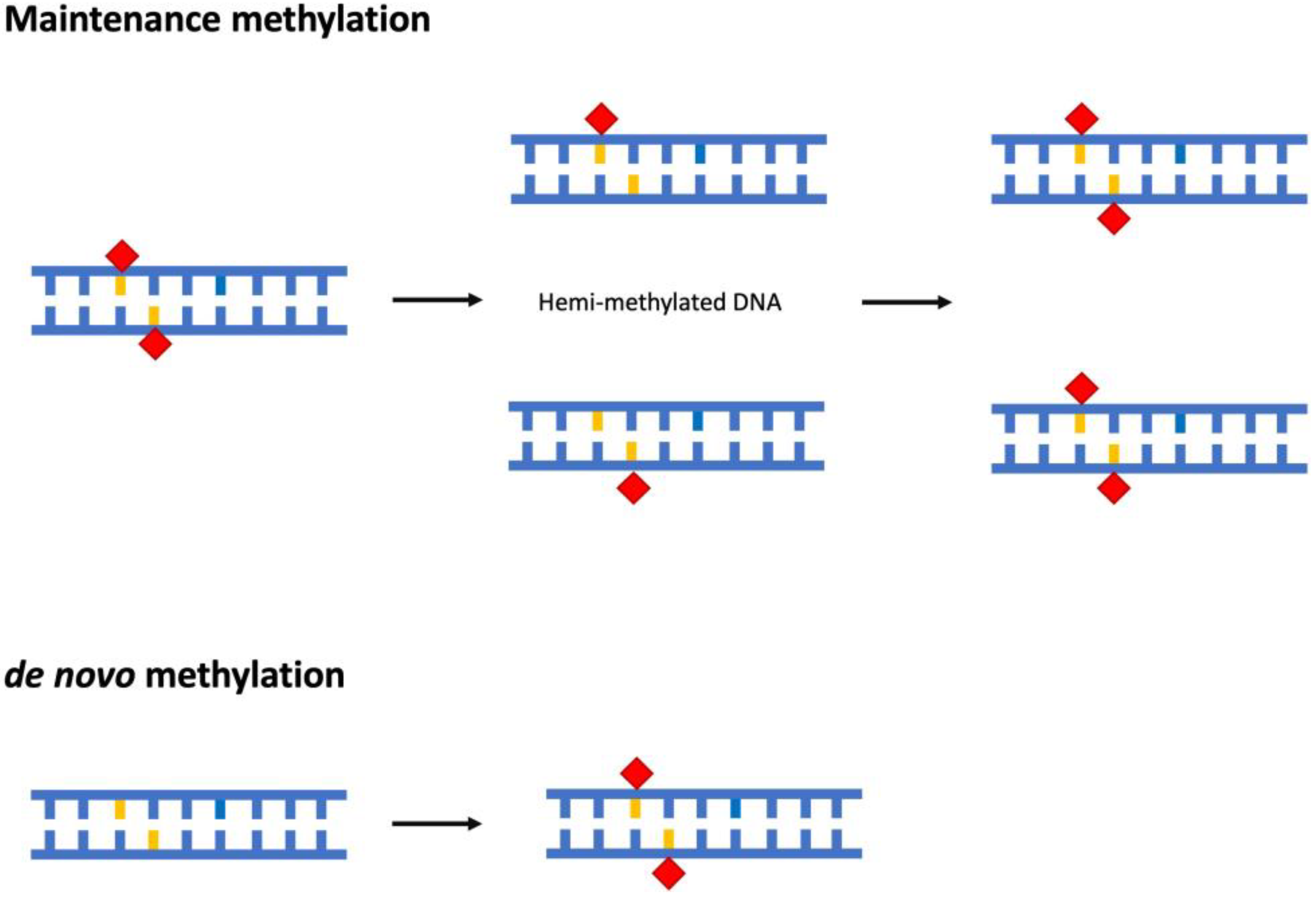 DNA Methylation in Algae and Its Impact on Abiotic Stress Responses