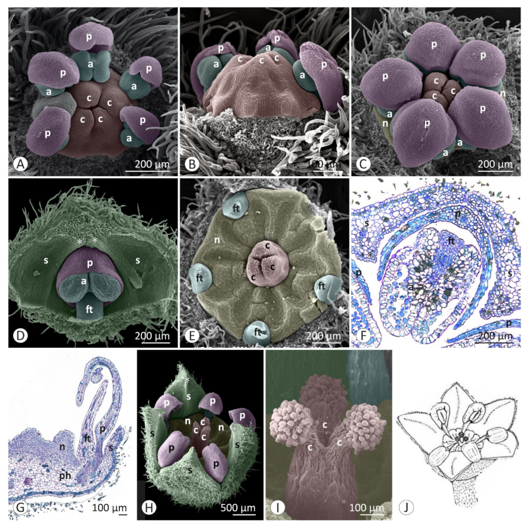 Plants 12 00247 g002