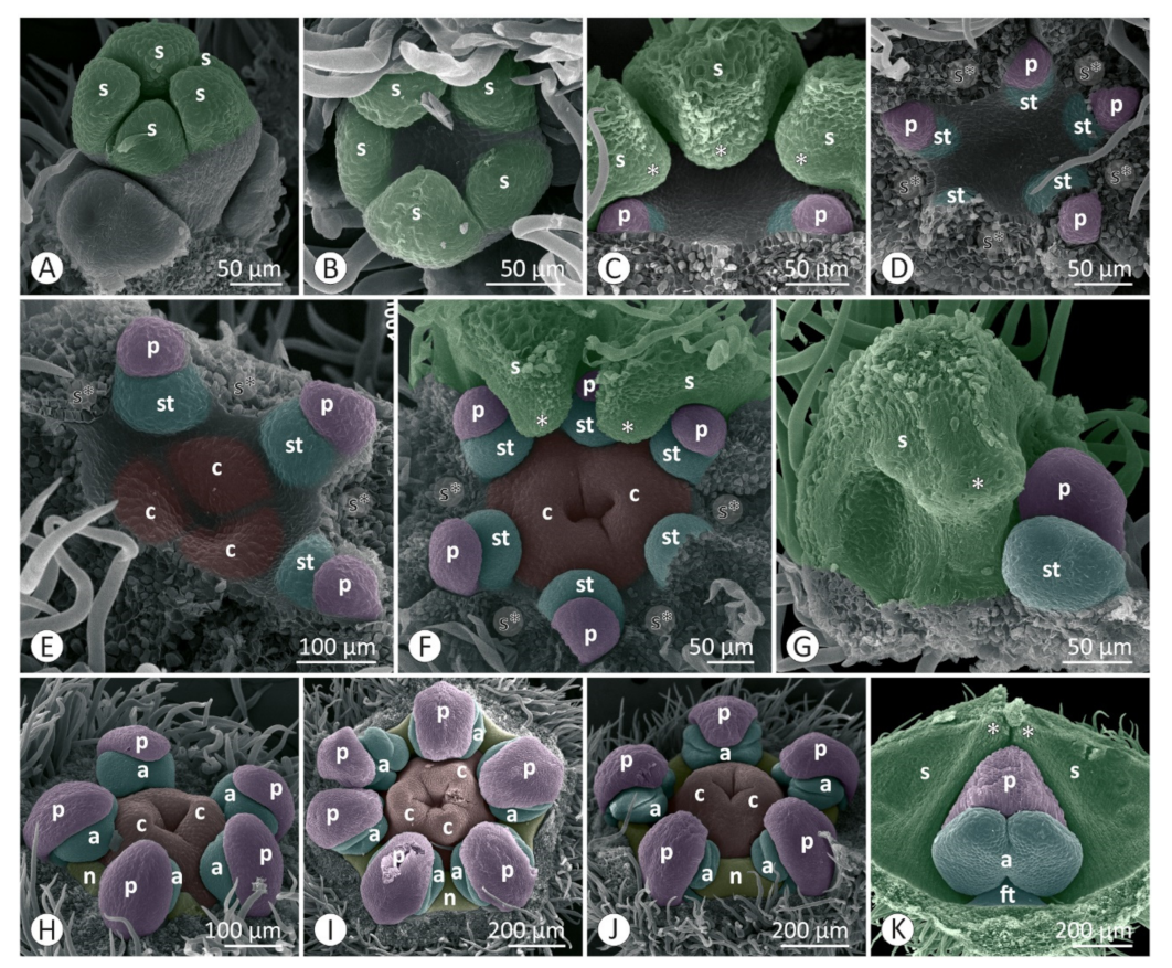 Plants 12 00247 g006