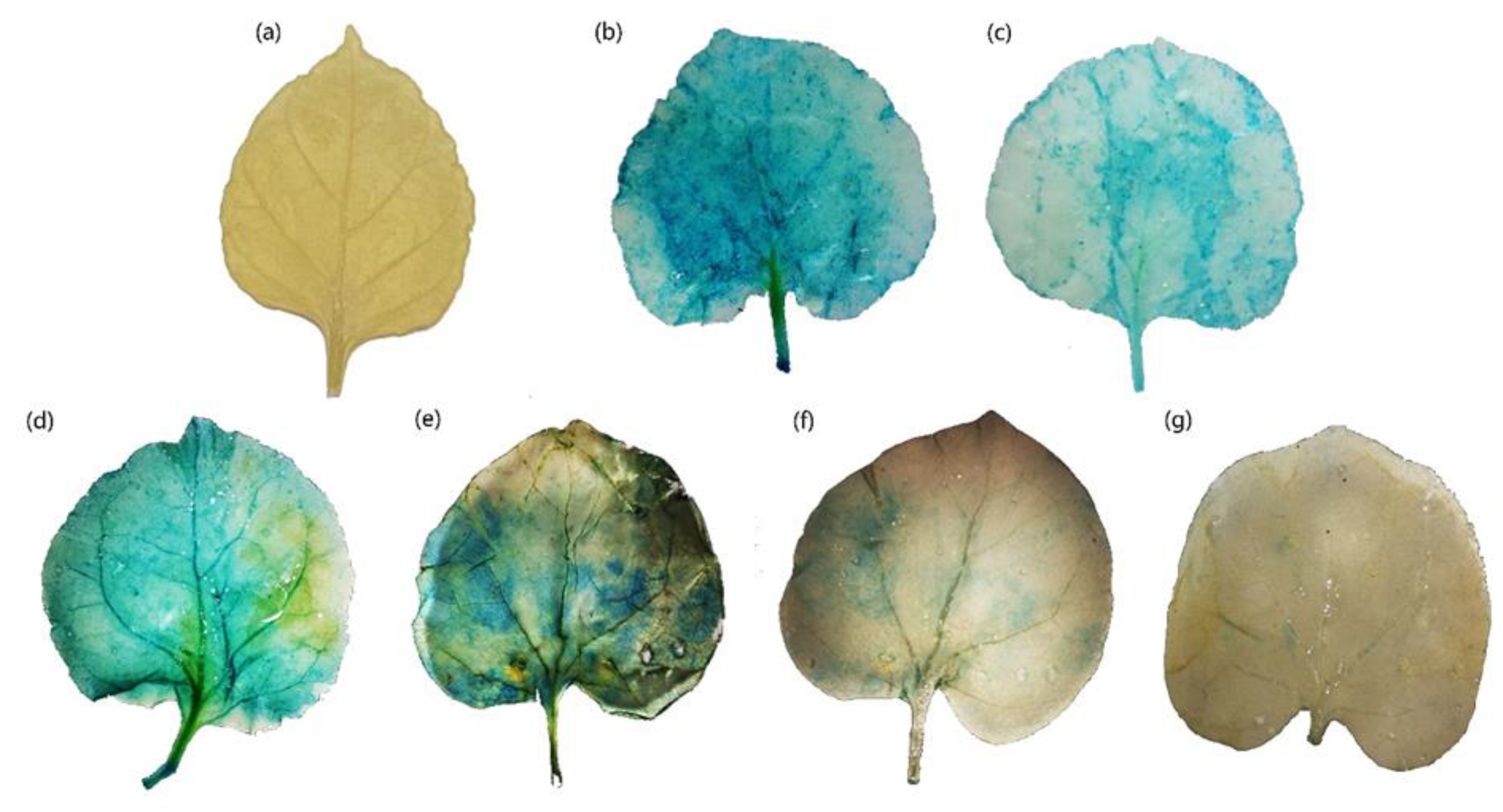 Plants 12 00252 g003 Plants 12 00252 g003