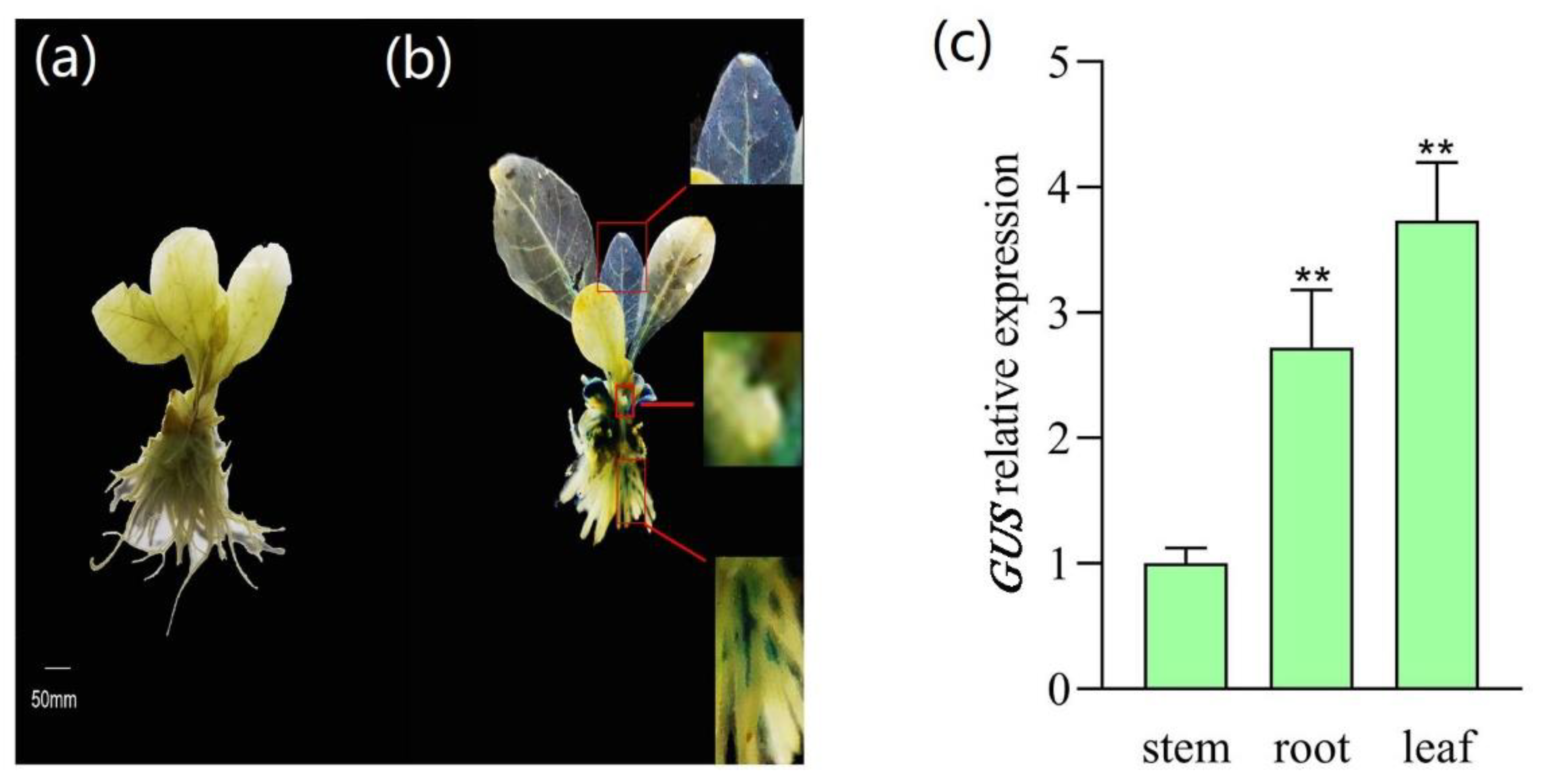 Plants 12 00252 g004 Plants 12 00252 g004