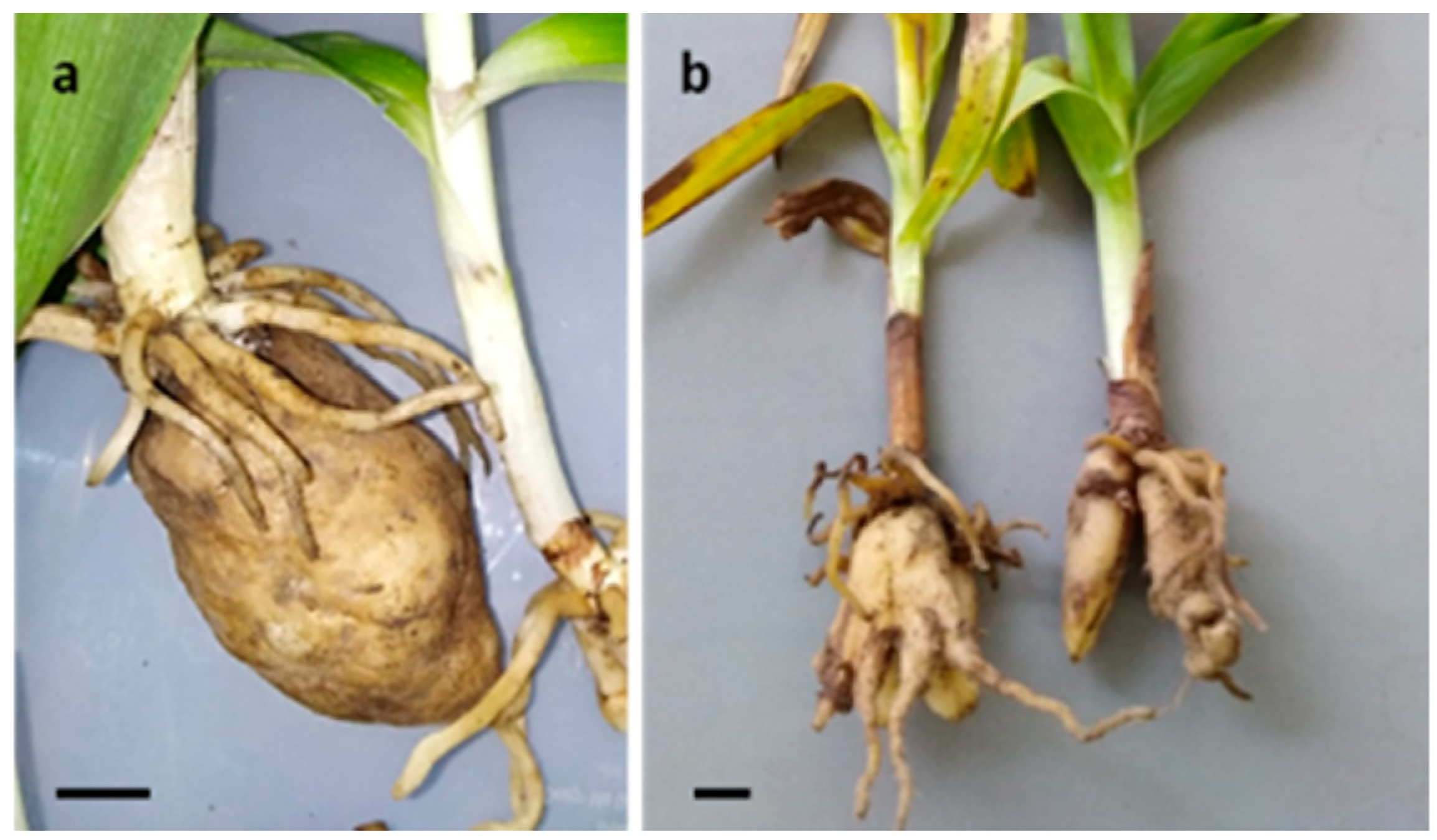 Plants 12 00257 g002