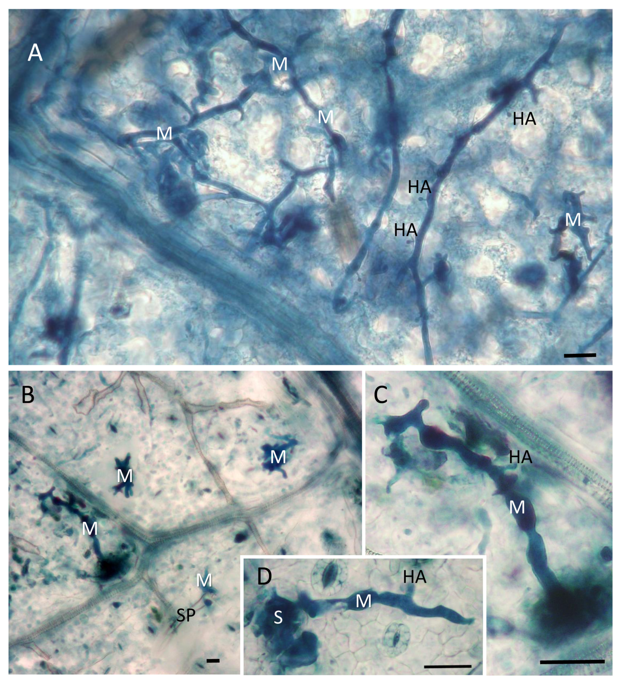 Plants 12 00263 g004 Plants 12 00263 g004