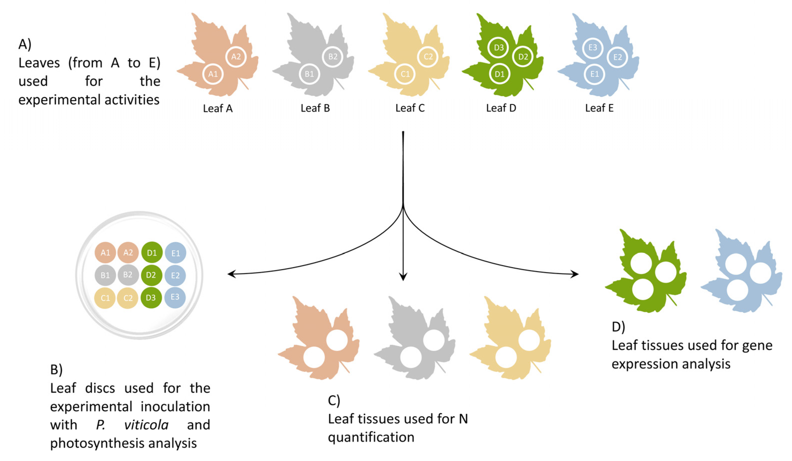 Plants 12 00263 g006 Plants 12 00263 g006