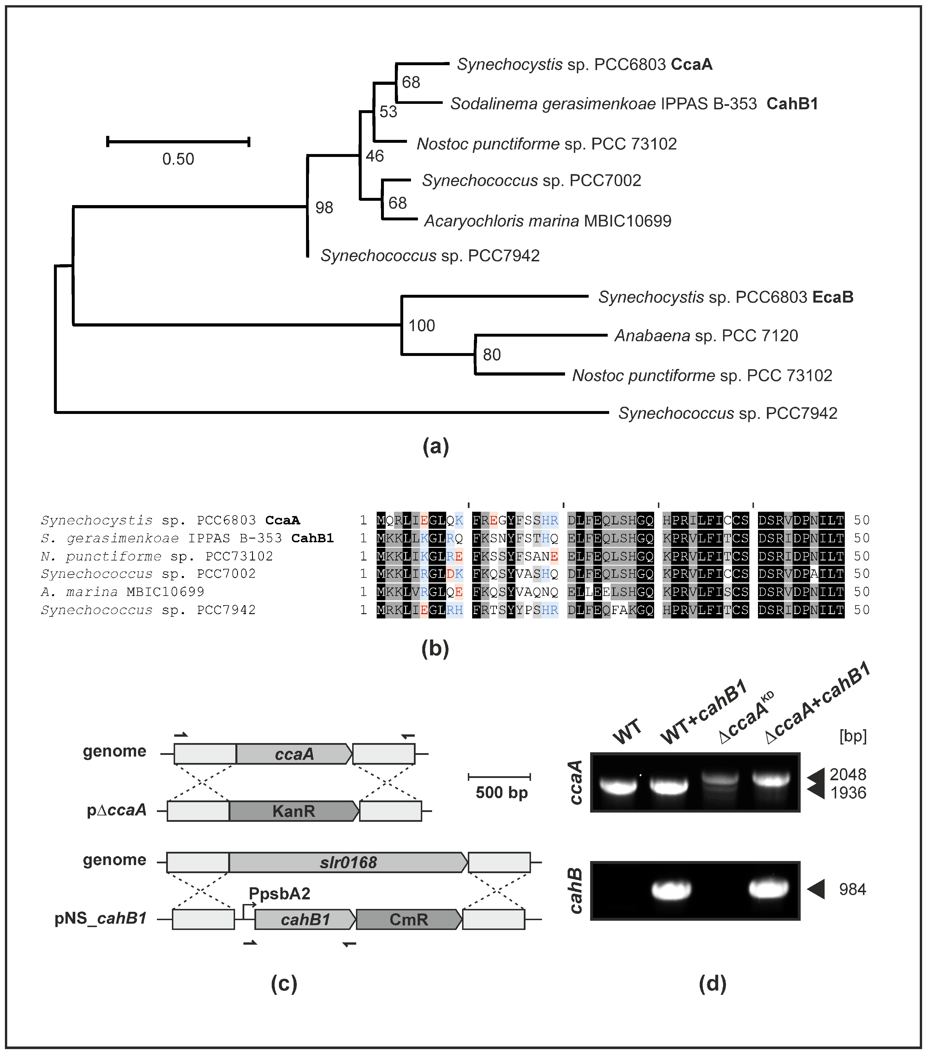 Plants 12 00265 g001 Plants 12 00265 g001
