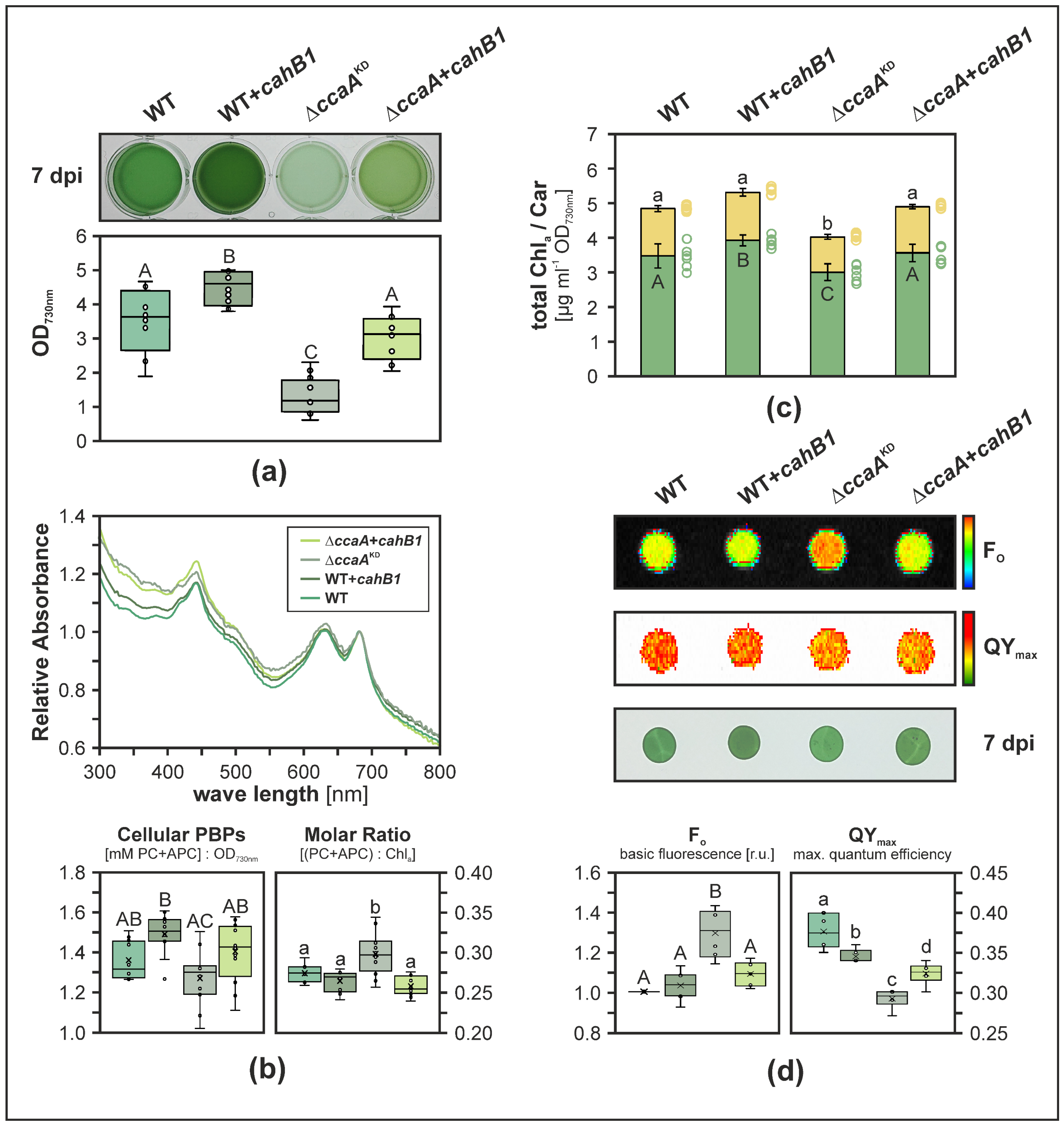 Plants 12 00265 g002 Plants 12 00265 g002