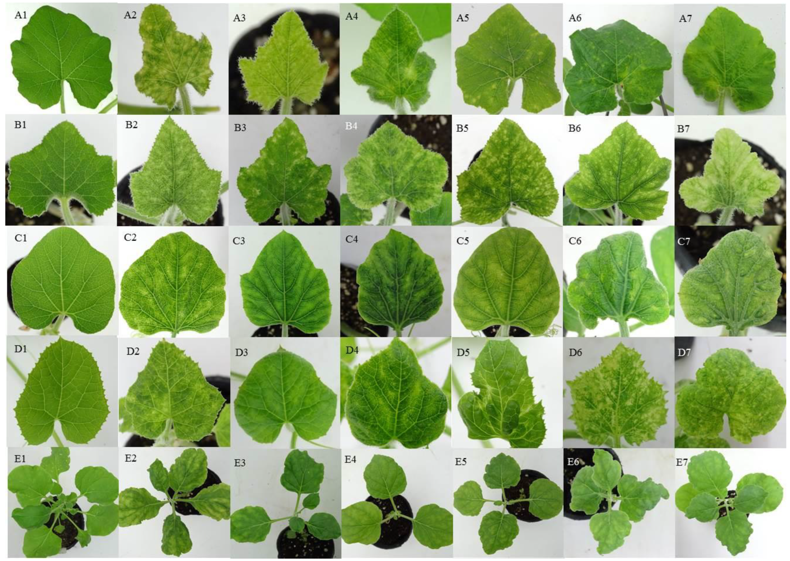 Plants 12 00272 g002