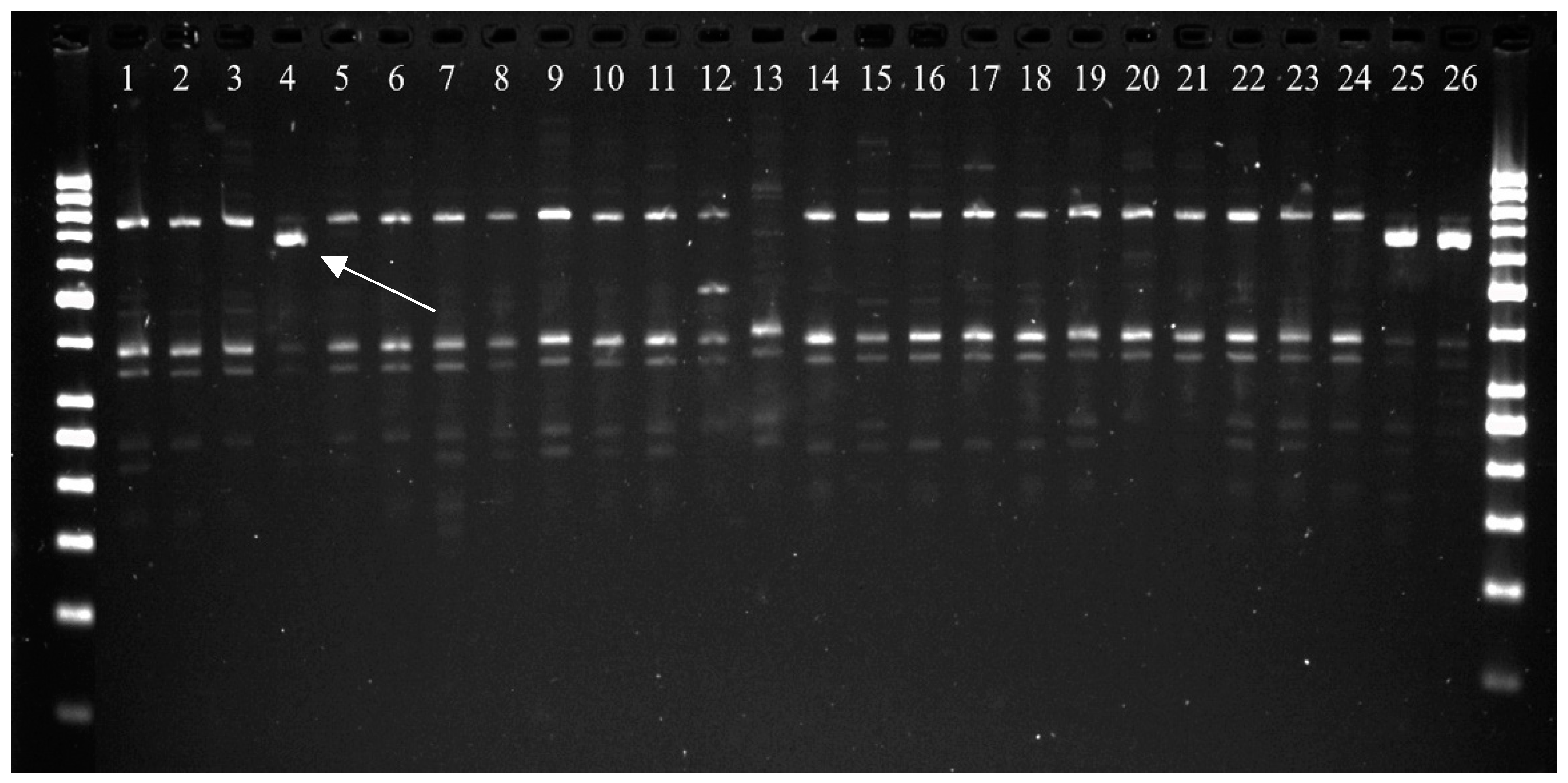 Plants 12 00278 g001 Plants 12 00278 g001