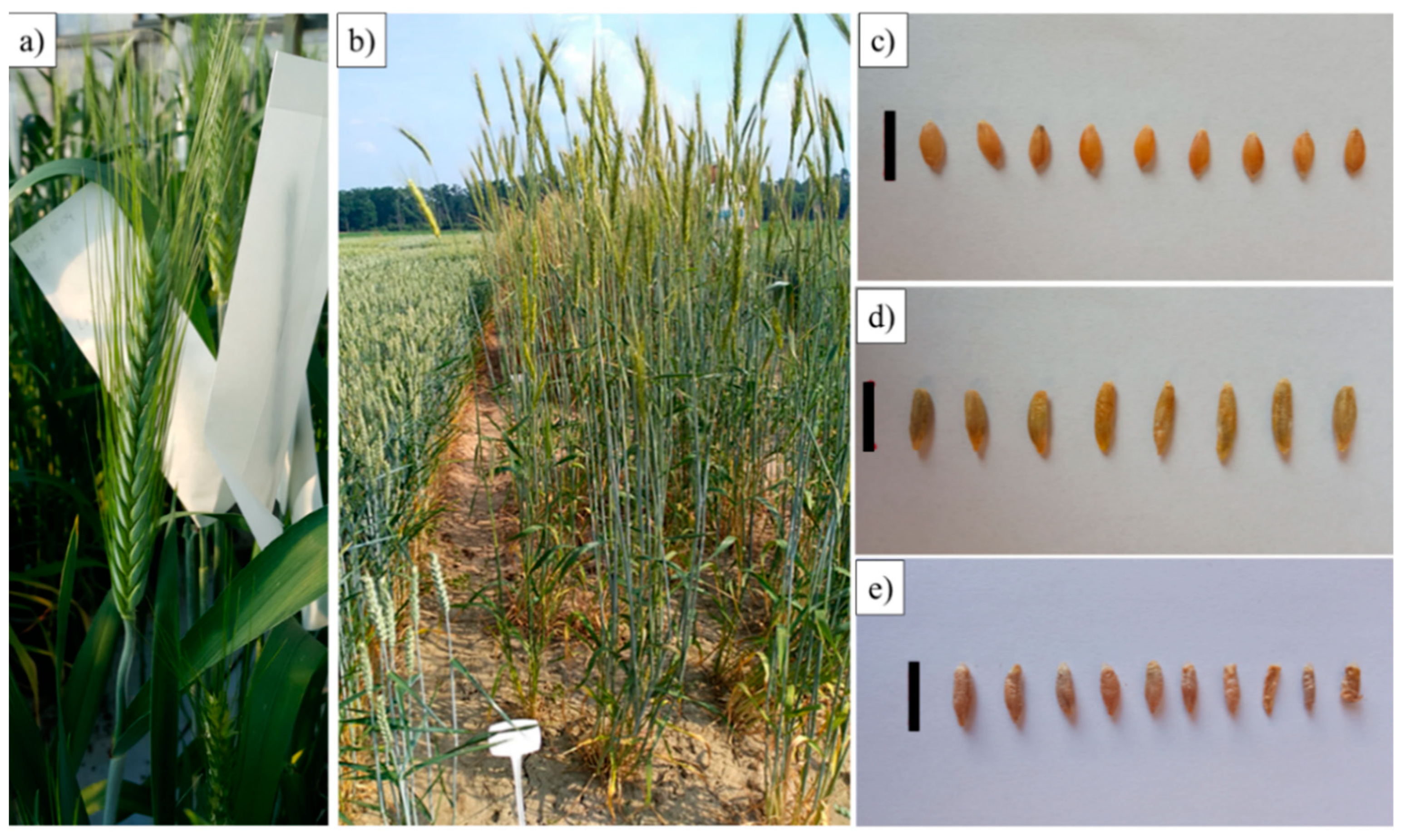 Plants 12 00278 g007 Plants 12 00278 g007