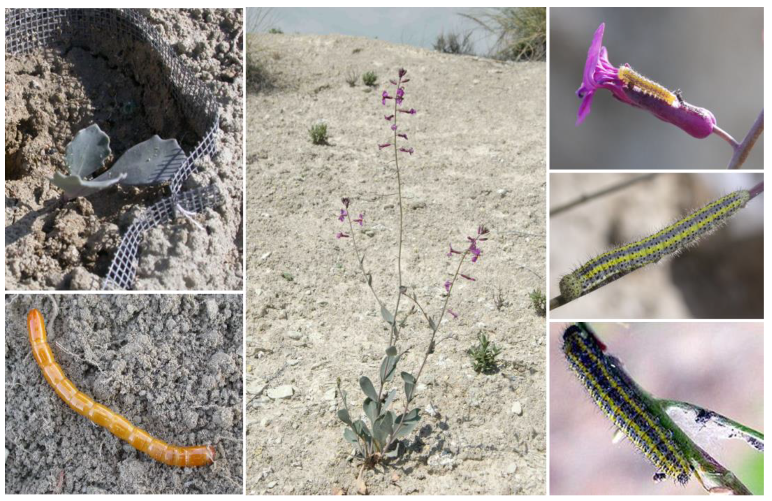 Plants 12 00283 g006