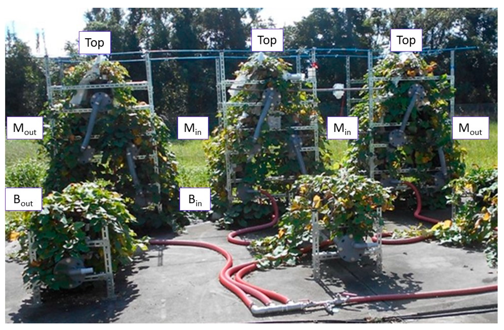 Plants 12 00287 g011