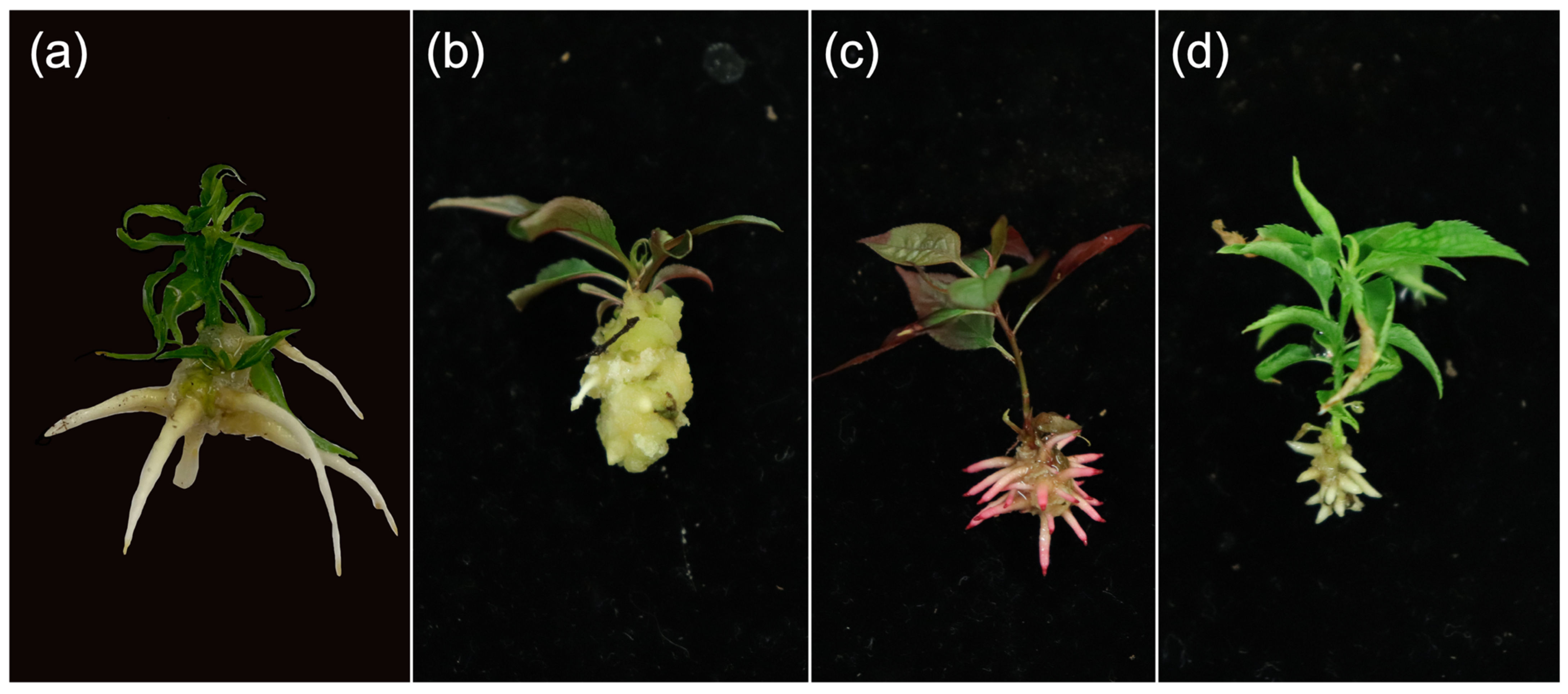 Plants 12 00289 g002 Plants 12 00289 g002