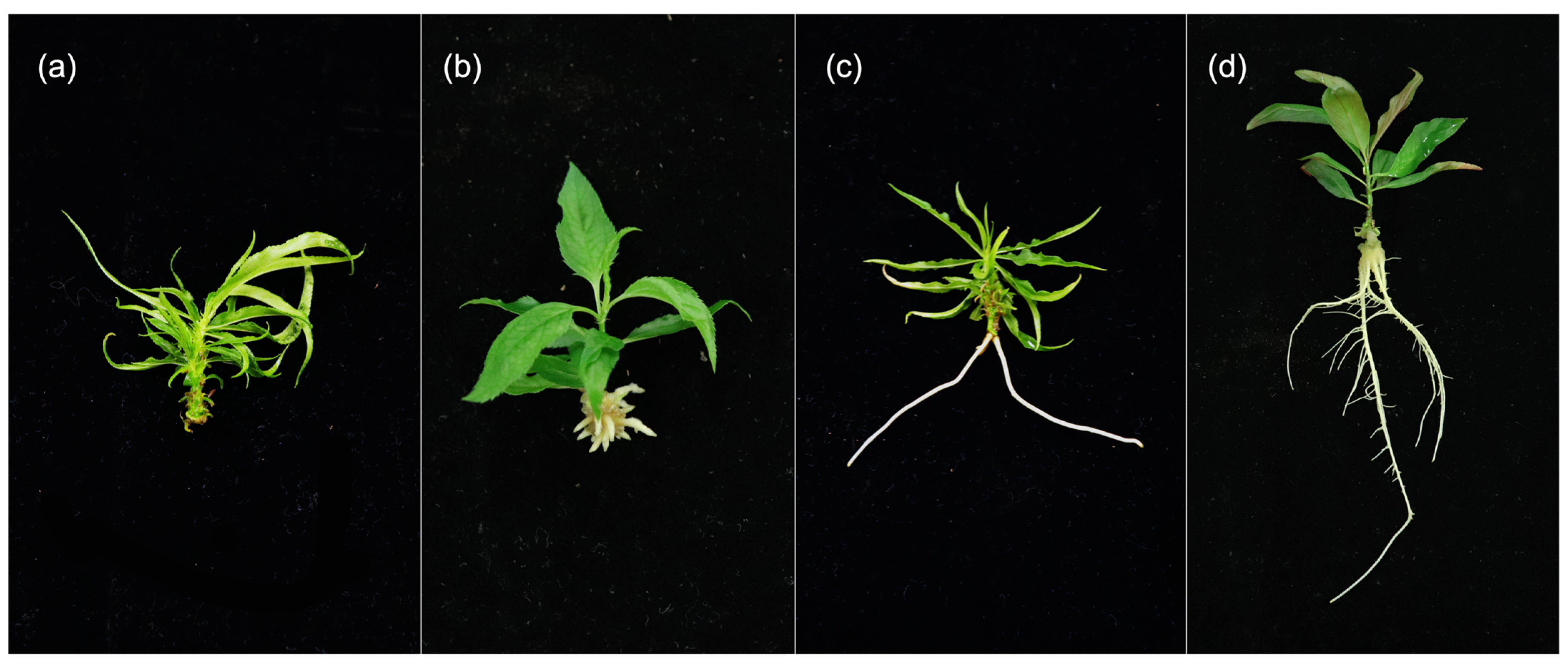 Plants 12 00289 g006 Plants 12 00289 g006