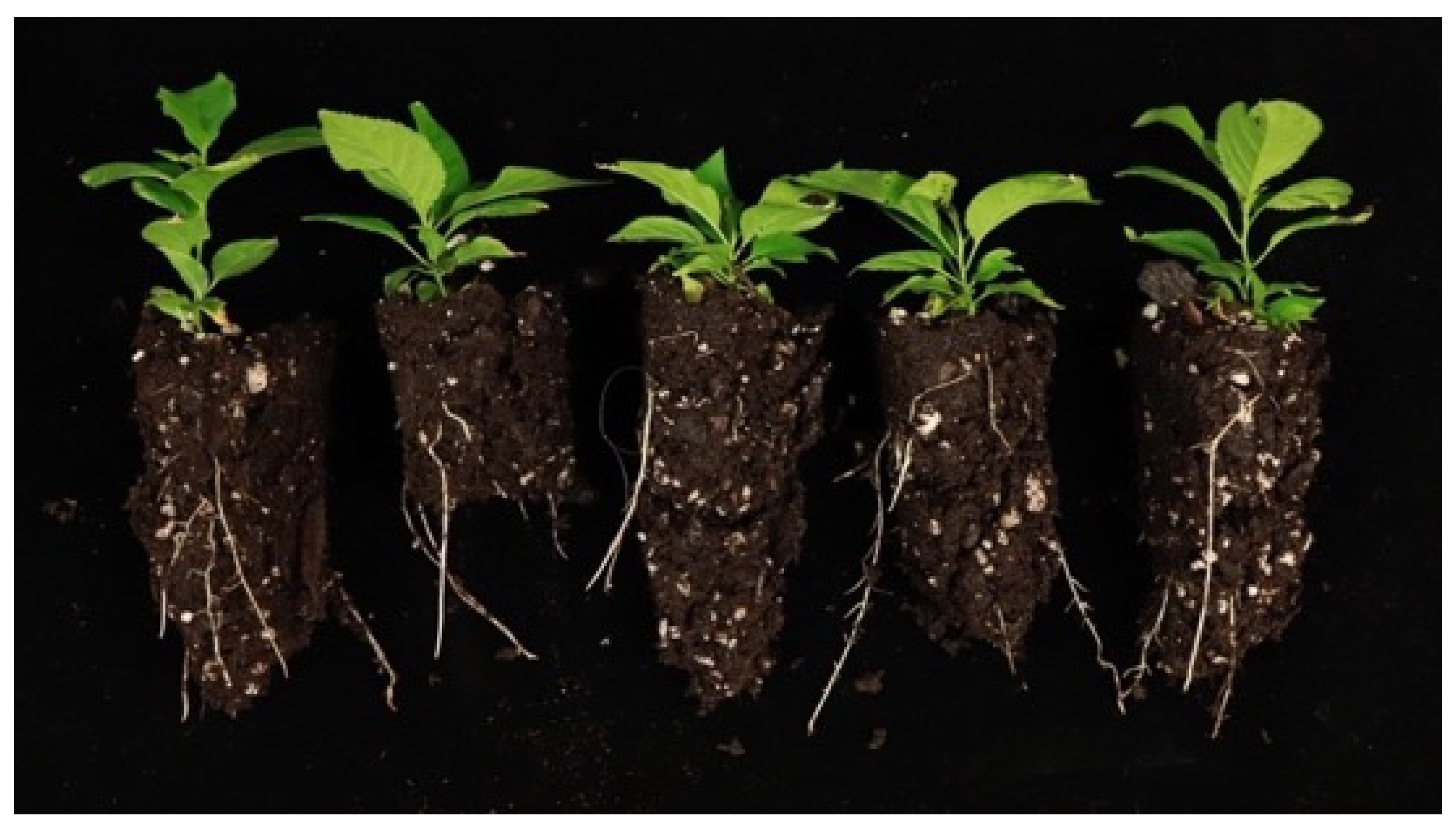 Plants 12 00289 g008 Plants 12 00289 g008