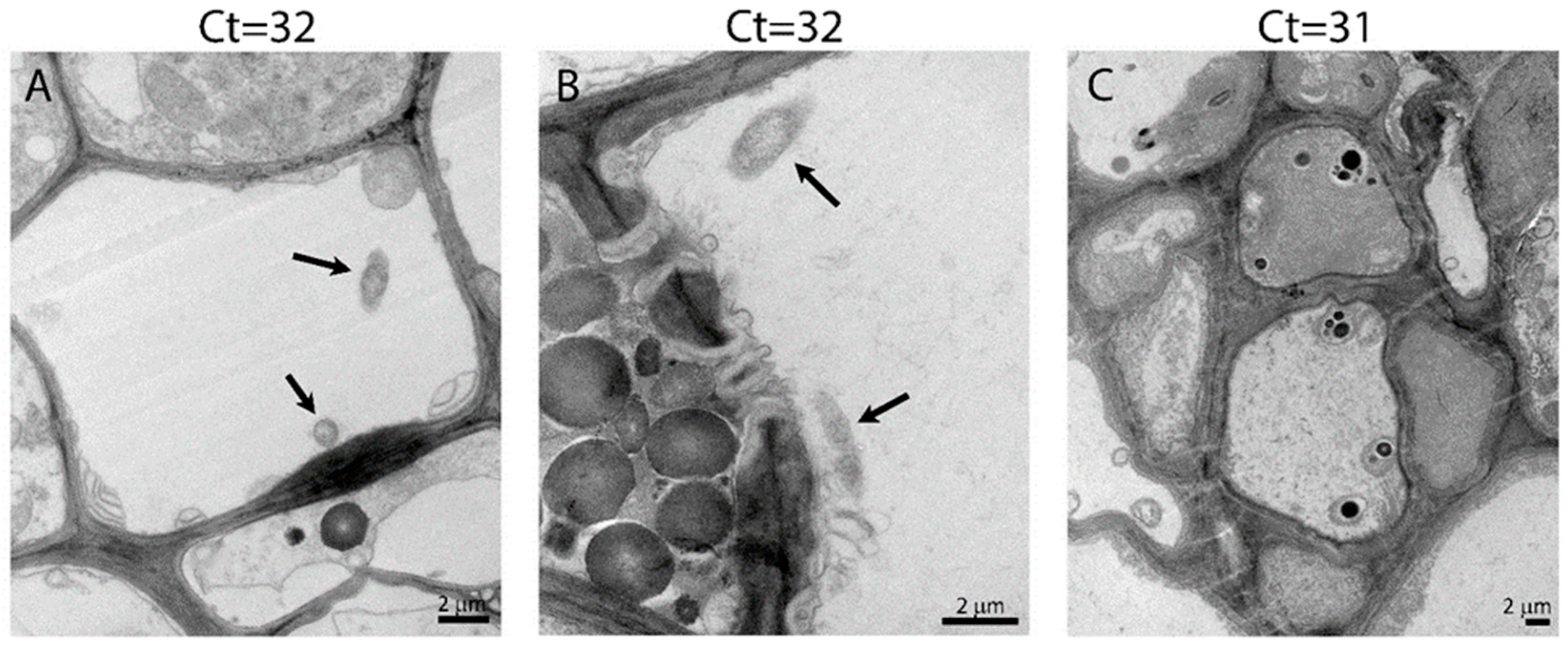 Plants 12 00290 g003 Plants 12 00290 g003