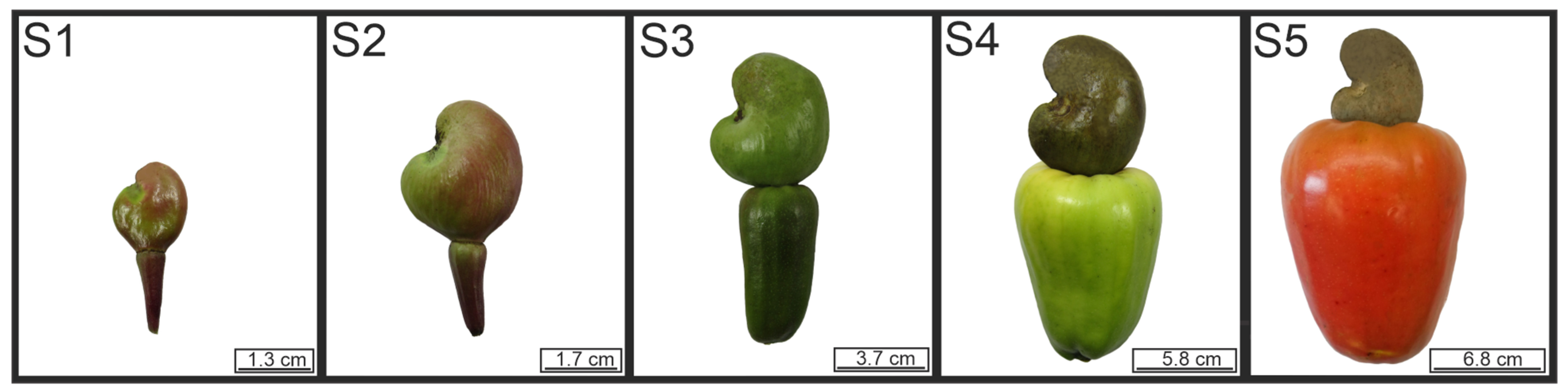 Plants 12 00293 g001