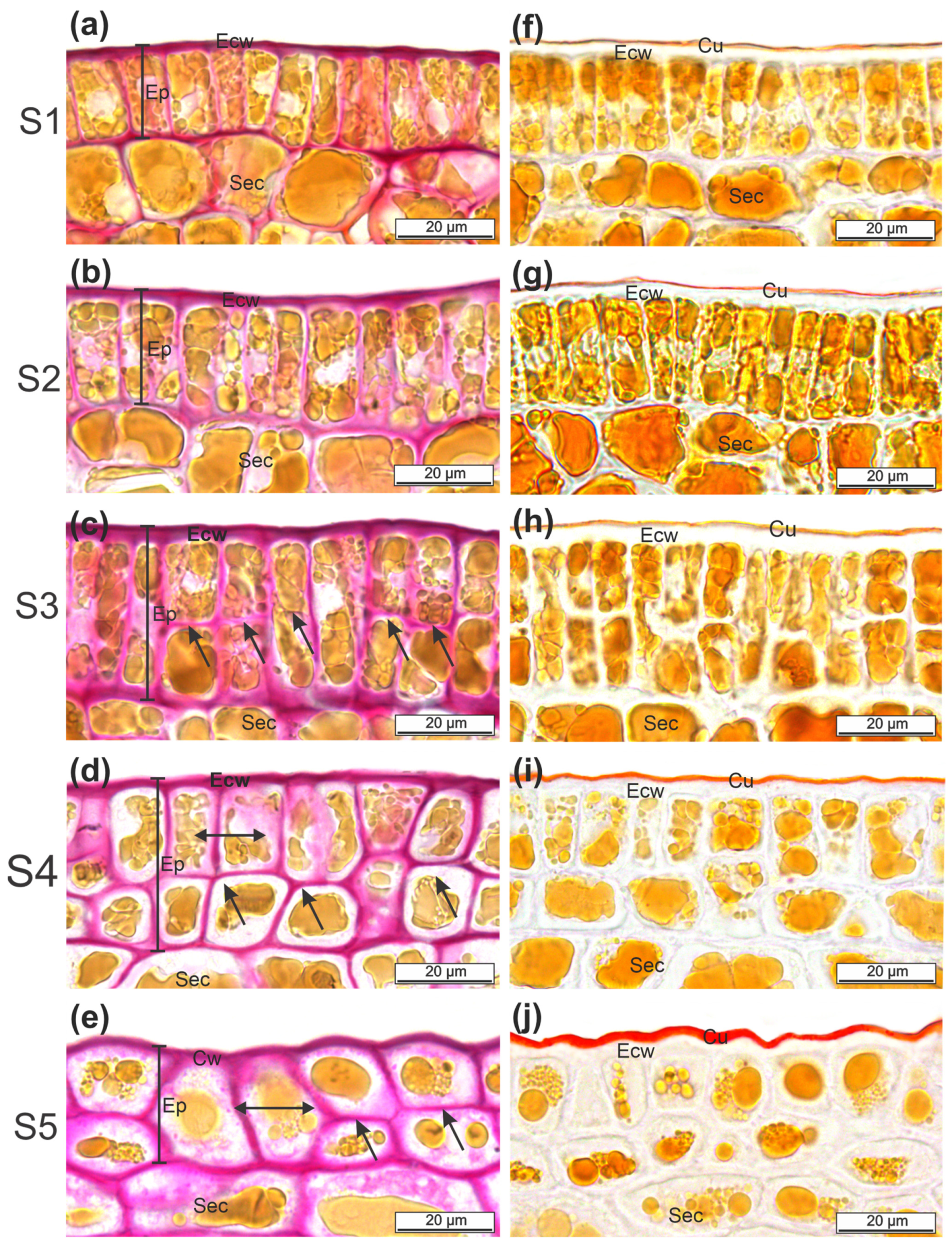 Plants 12 00293 g003