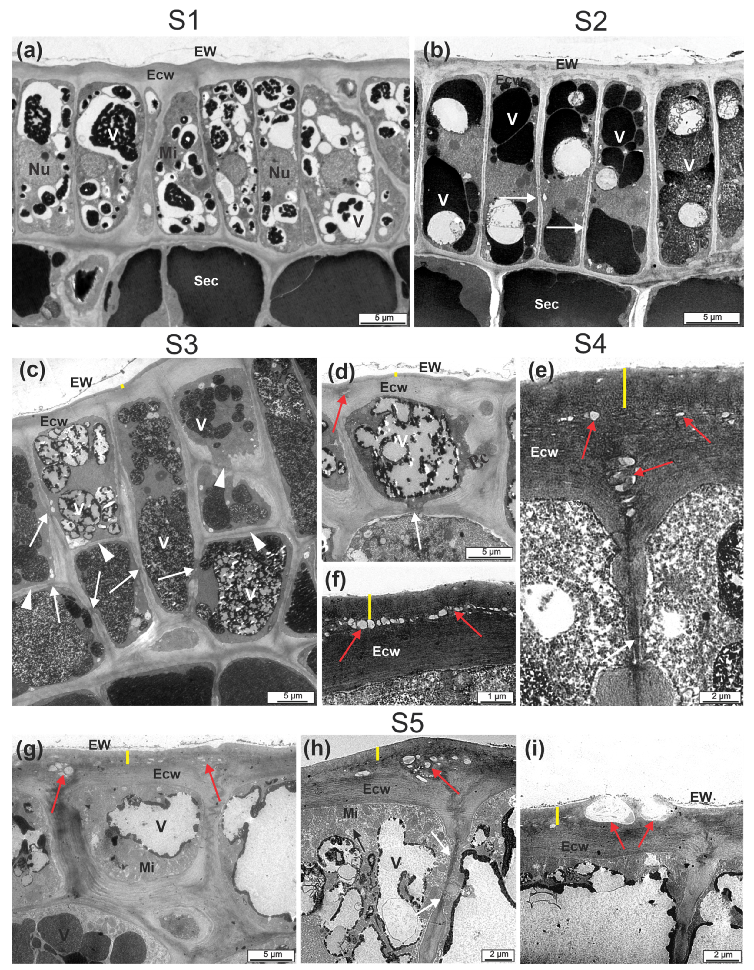 Plants 12 00293 g006
