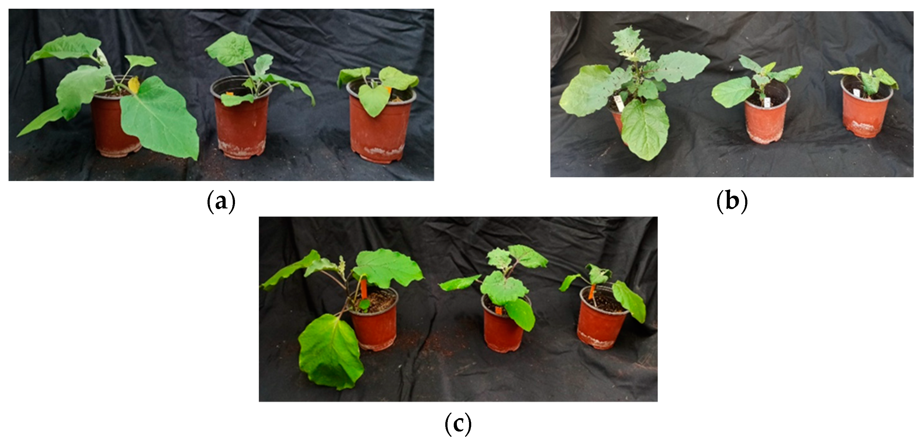 Plants 12 00295 g001 Plants 12 00295 g001