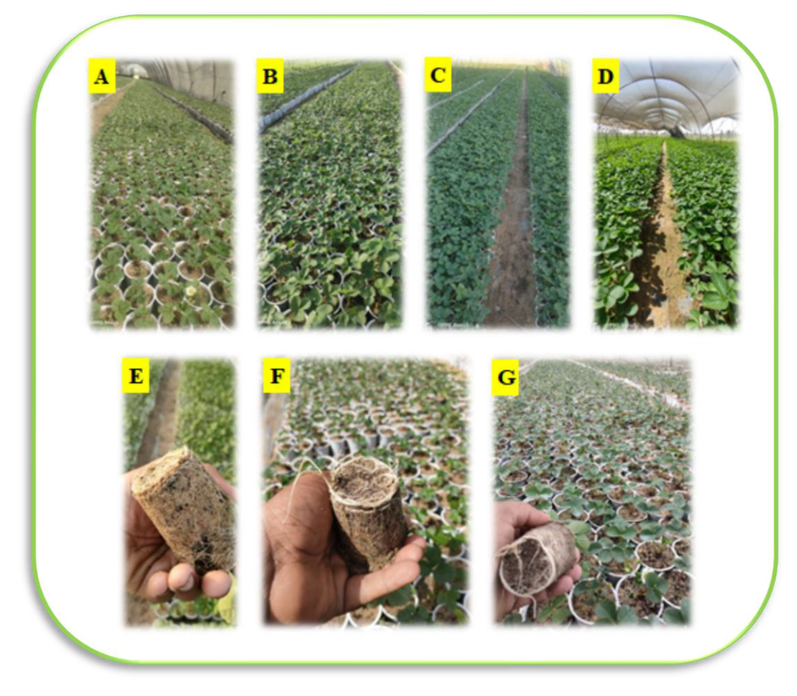 Plants 12 00302 g001 Plants 12 00302 g001