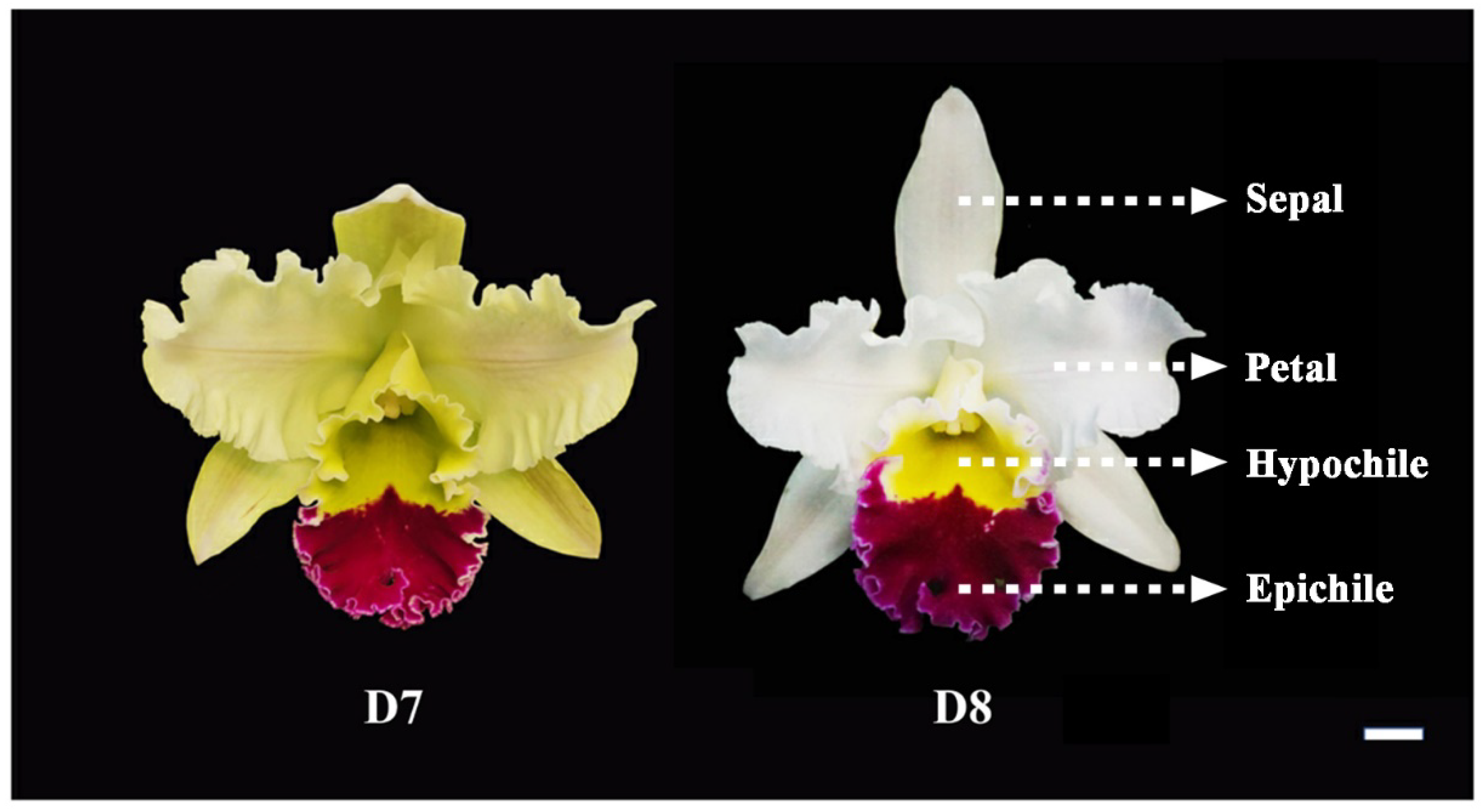 Plants | Free Full-Text | New Insights into the Mechanism of Spatiotemporal  Scent Accumulation in Orchid Flowers