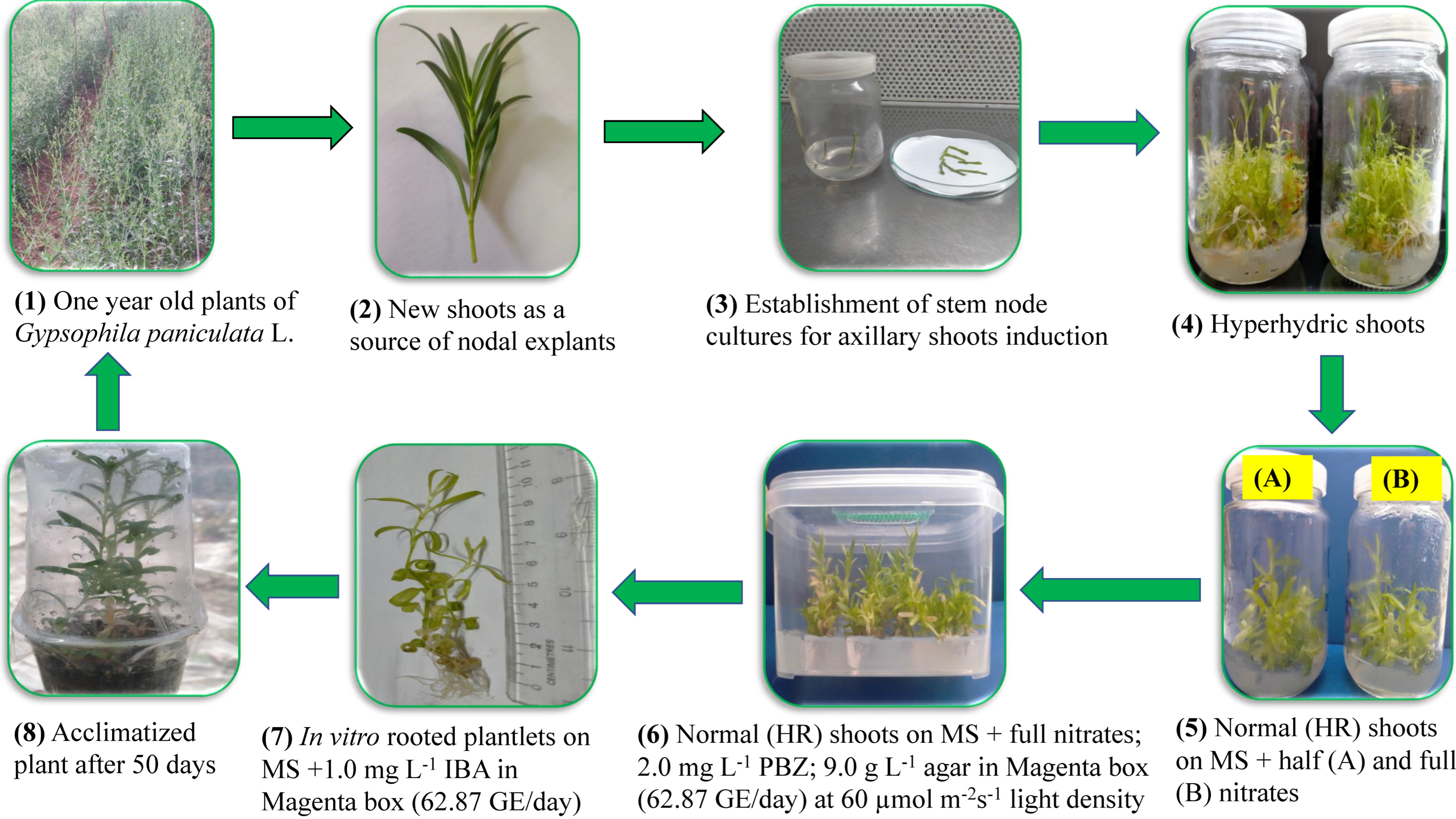 Plants 12 00306 g002 Plants 12 00306 g002