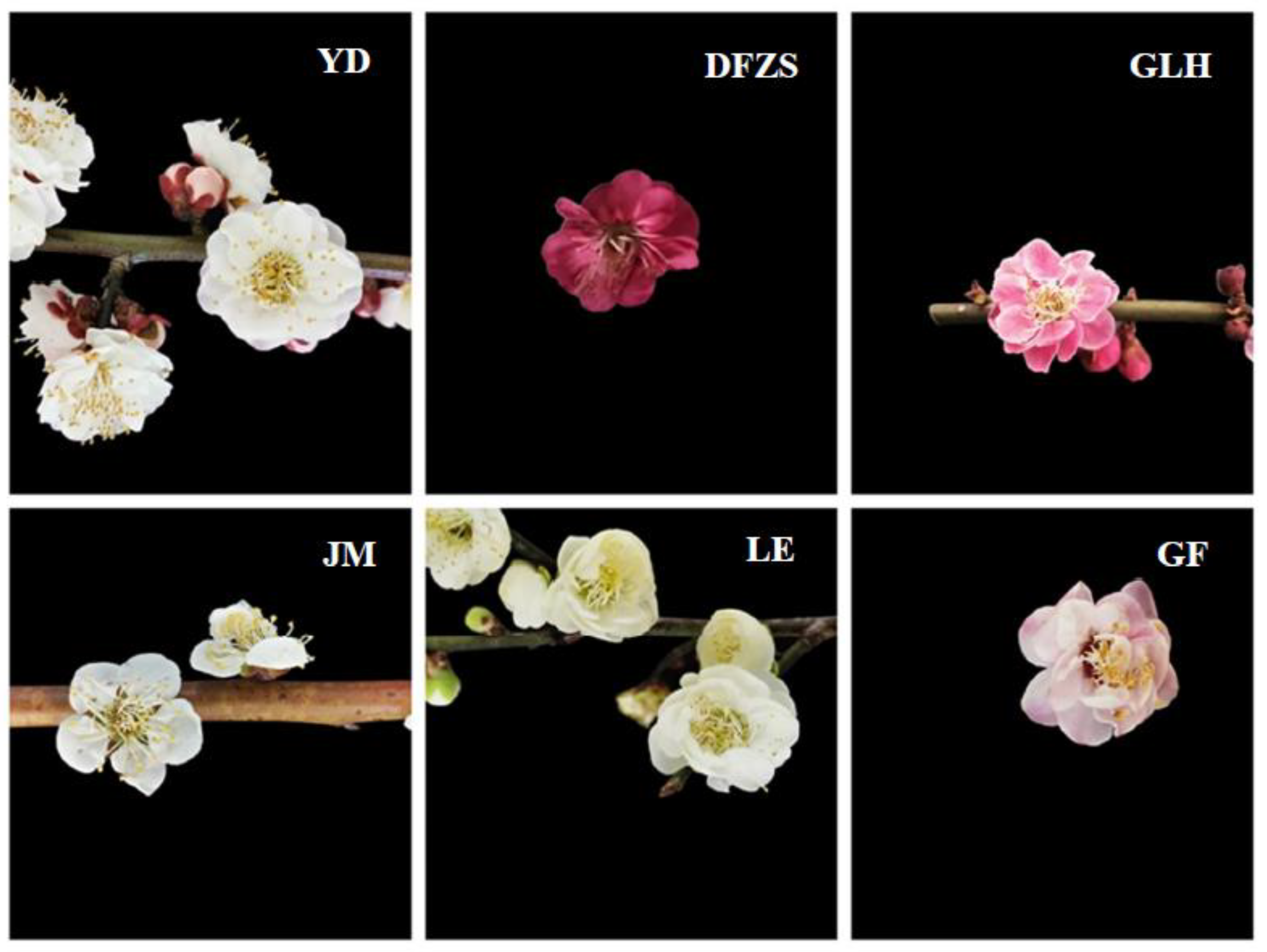 Plants 12 00308 g006