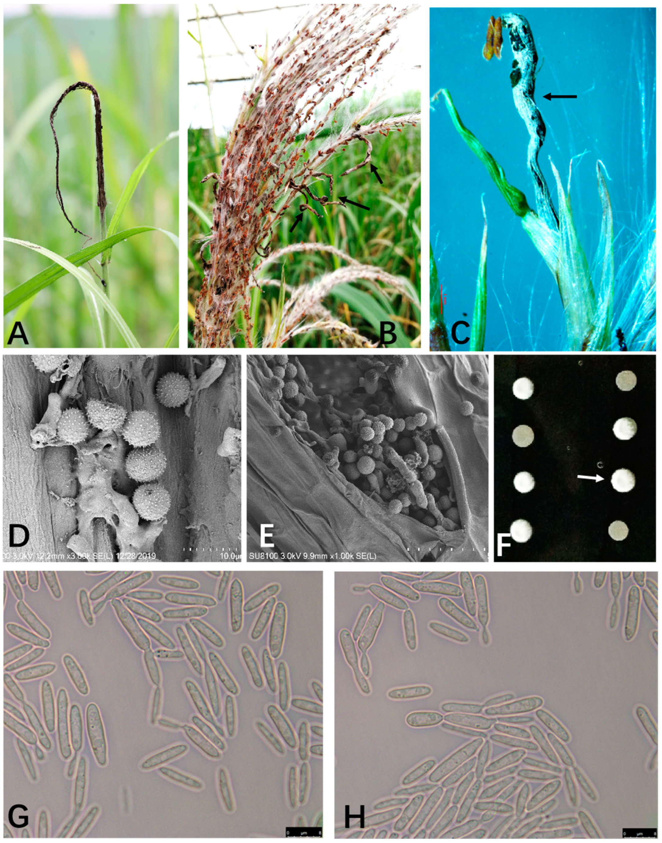 Plants 12 00316 g001